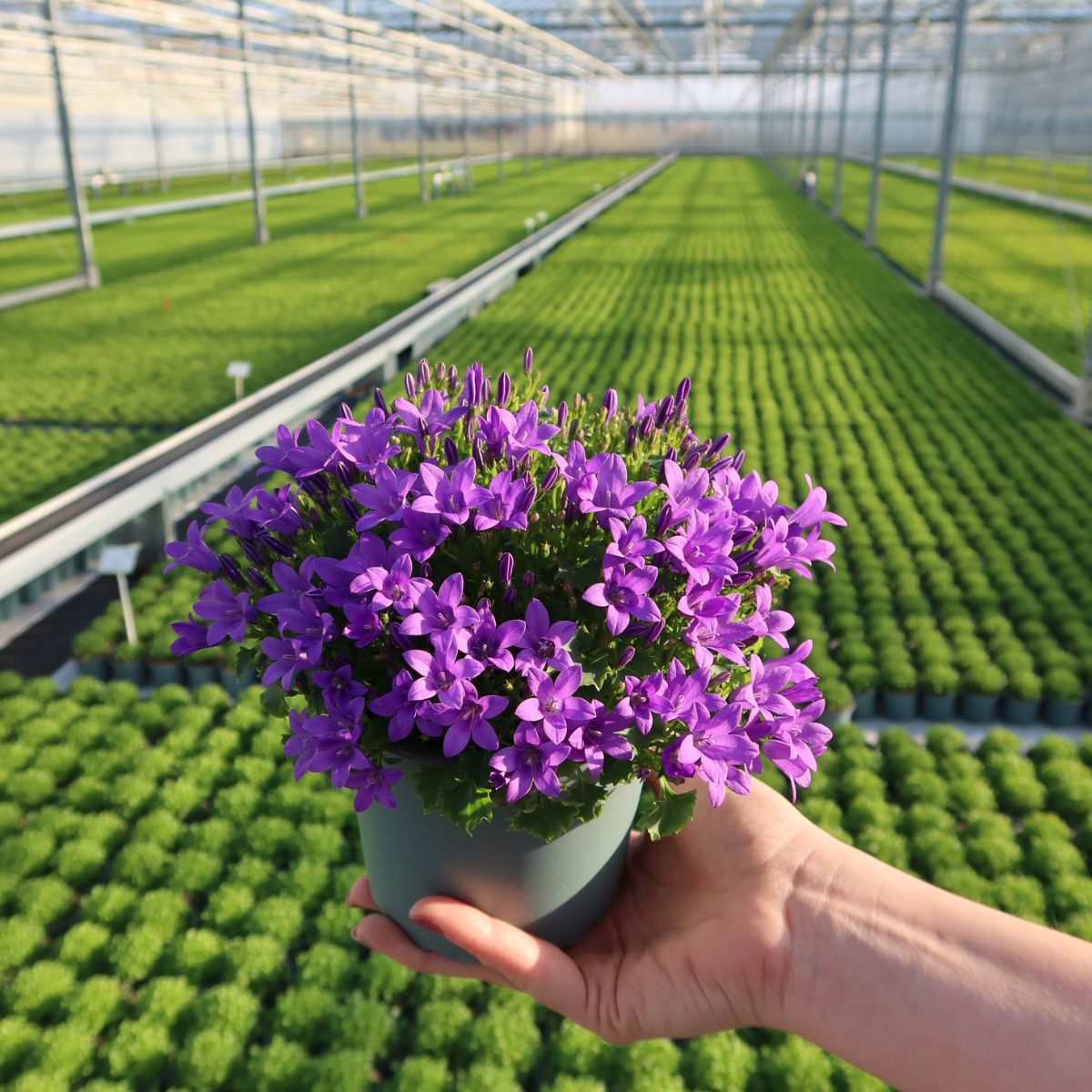 Campanula Addenda Ambella Intense purple incl. Malaga sierpotten - Ø12cm