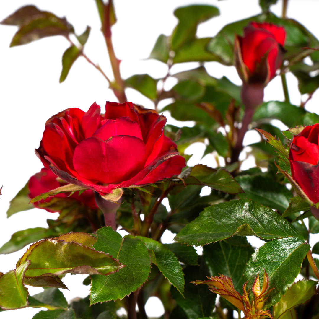 Rosa Zepeti - ↨35-40cm - Ø19cm