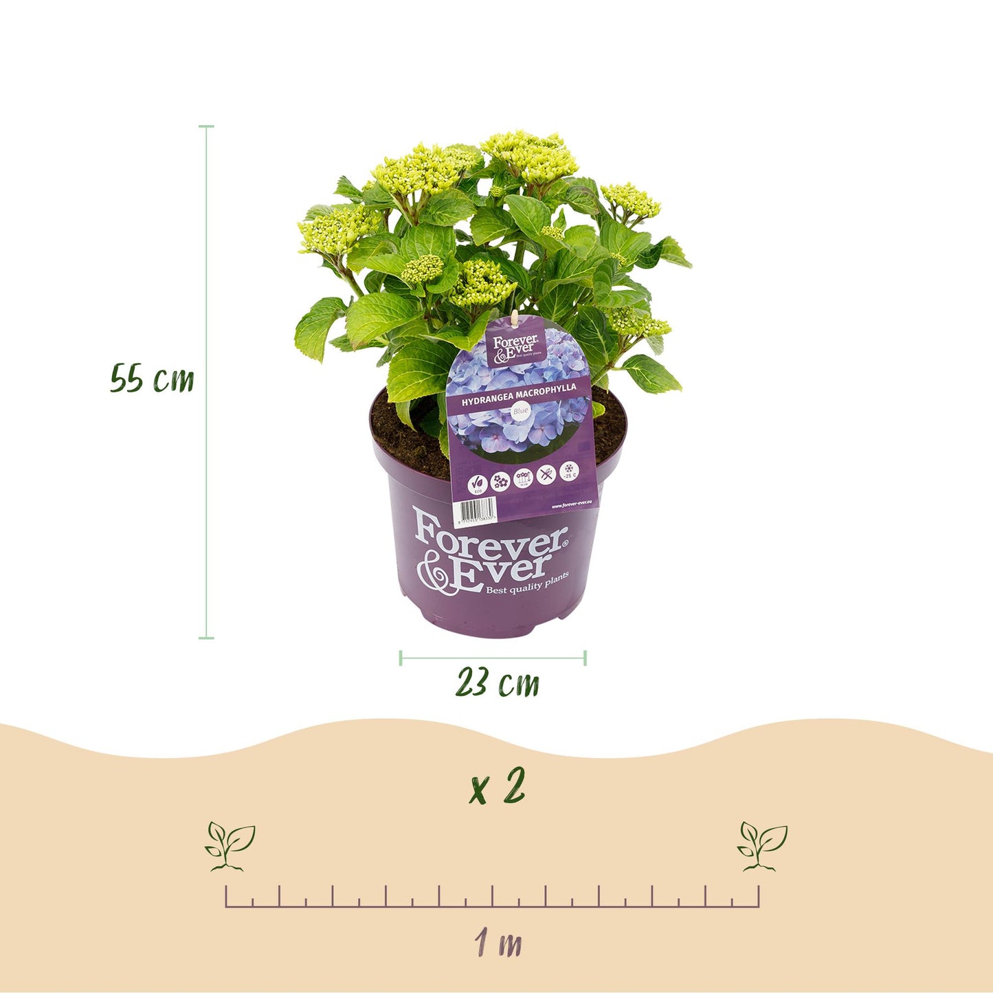 Hydrangea Forever & Ever - Hortensia - Blauw - 2 Planten - ↨55cm - Ø23cm