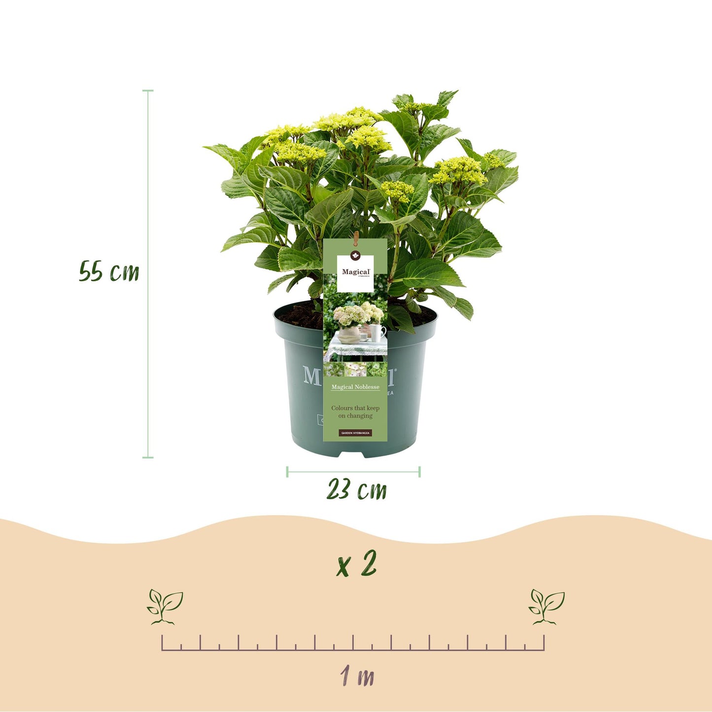 Hydrangea Magical Nobless - Wit - Hortensia - 2 Planten - ↨55cm - Ø23cm