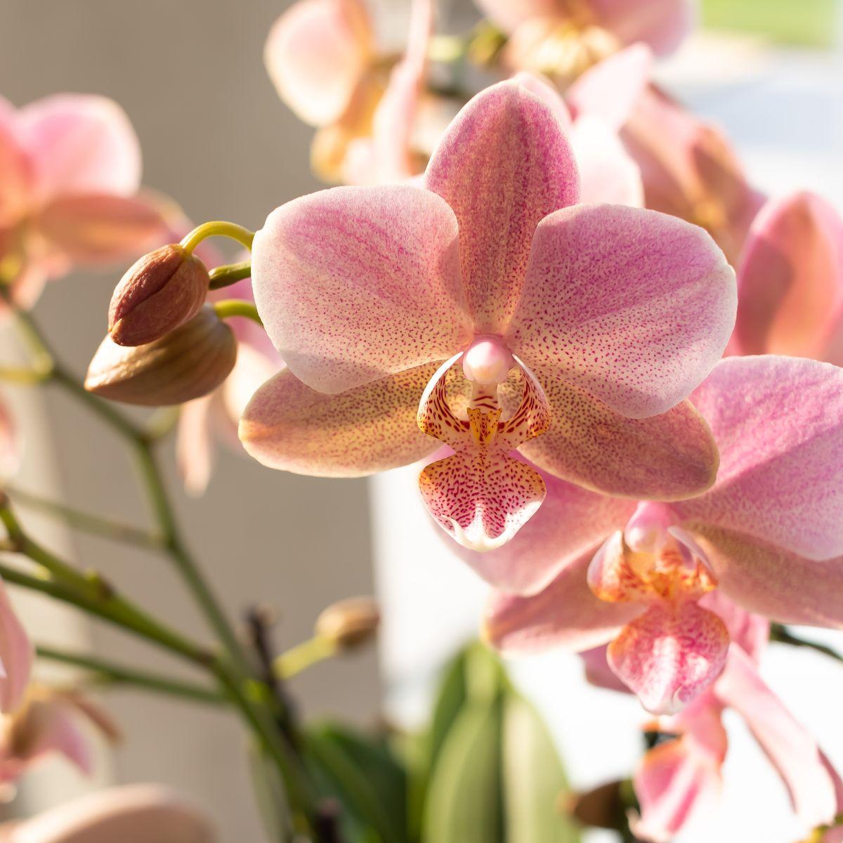 Oudroze Phalaenopsis orchidee - Jewel Treviso - Ø12cm
