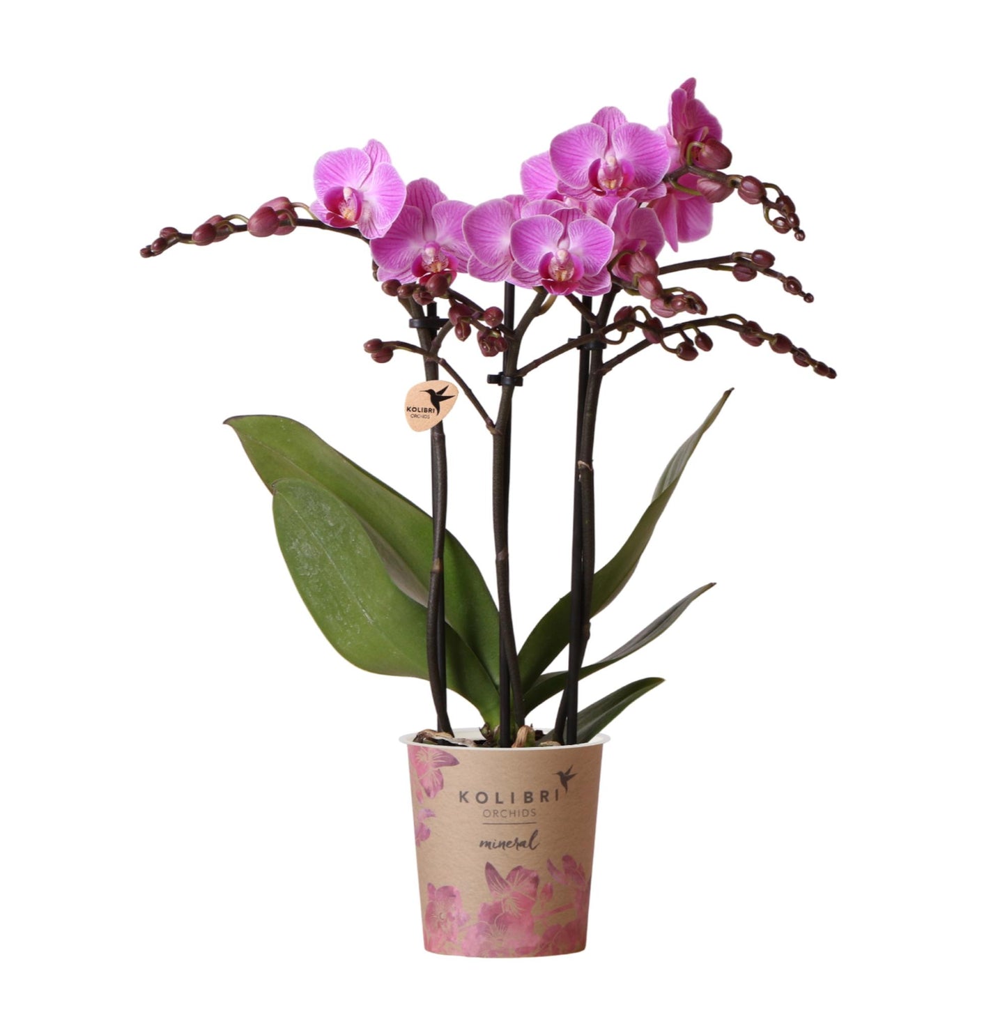 Paars/ roze Phalaenopsis orchidee - Mineral Vienna - Ø9cm