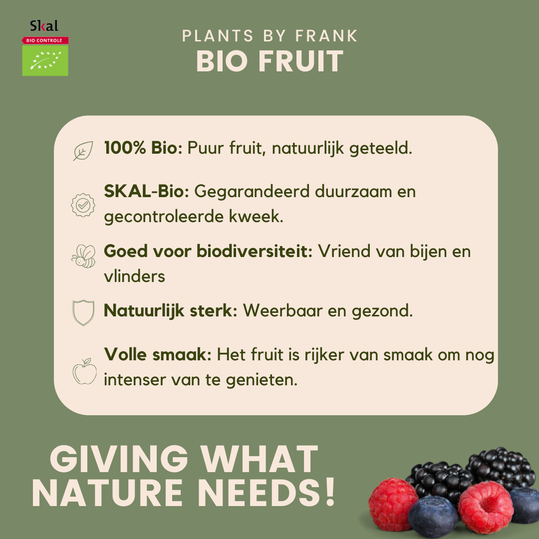 Biologische kiwiplanten - 3 stuks - ↨20cm - Ø13cm