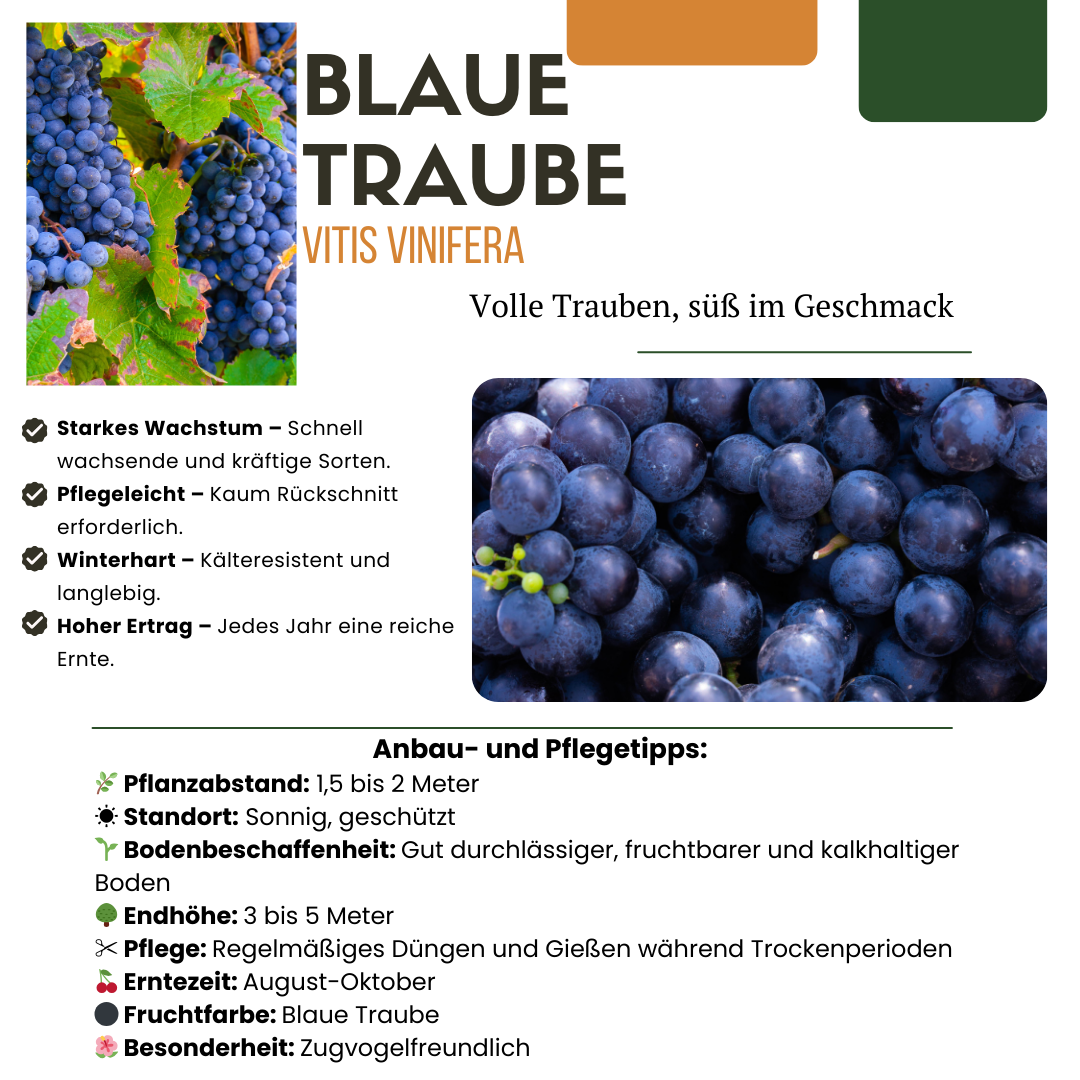 Biologische Druivenplanten - 3 stuks - ↨20cm - Ø13cm