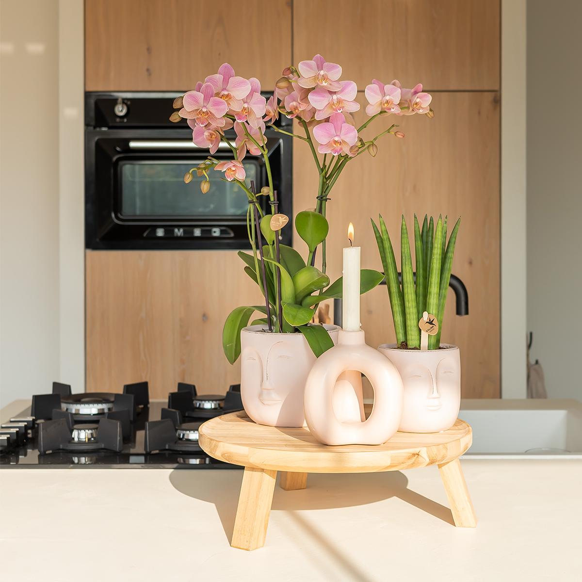 Oudroze Phalaenopsis orchidee - Jewel Treviso - Ø12cm