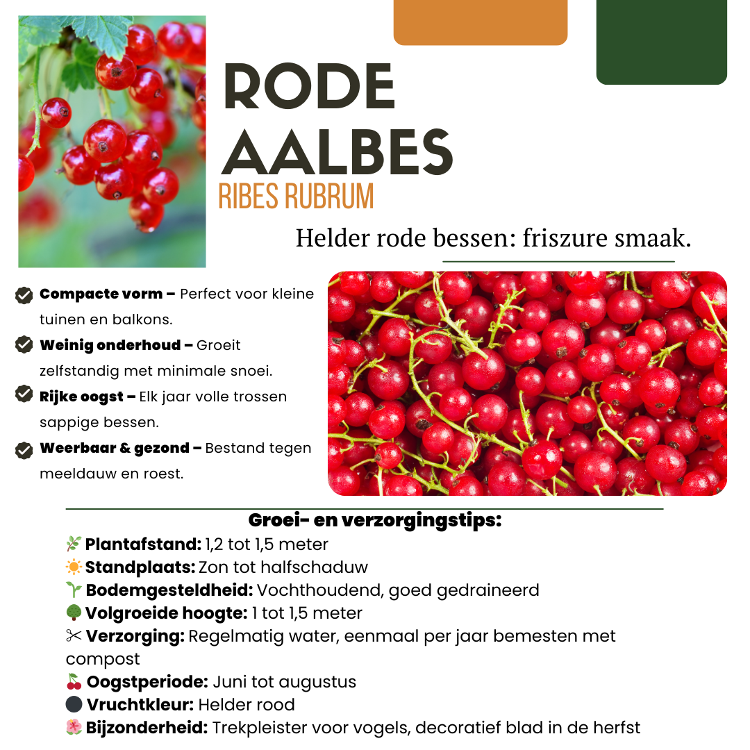 Biologische Kruisbessenplanten - 3 stuks - ↨20cm - Ø13cm