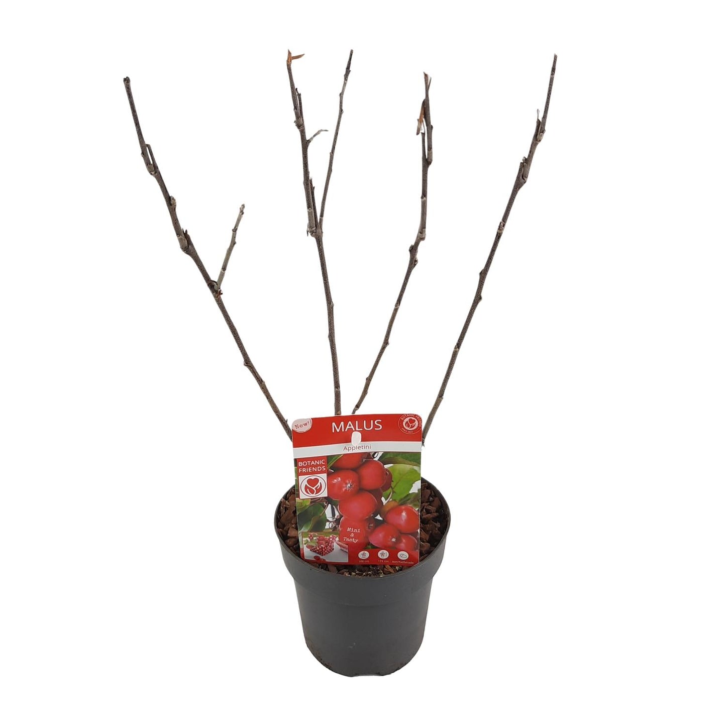 Malus 'Appletini' - Dwergappelboom - ↨10cm - Ø13cm