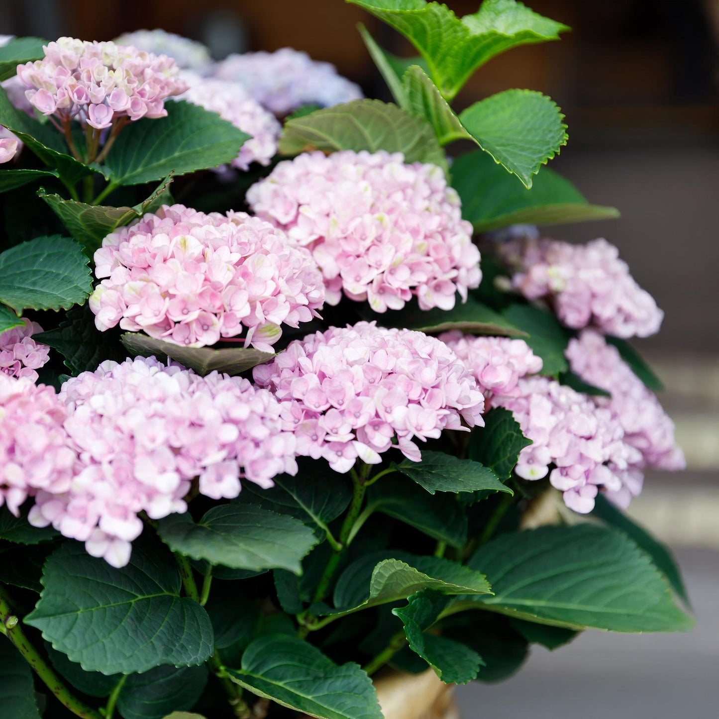 Hydrangea Magical Revolution - Pink - 2 Planten - ↨55cm - Ø23cm