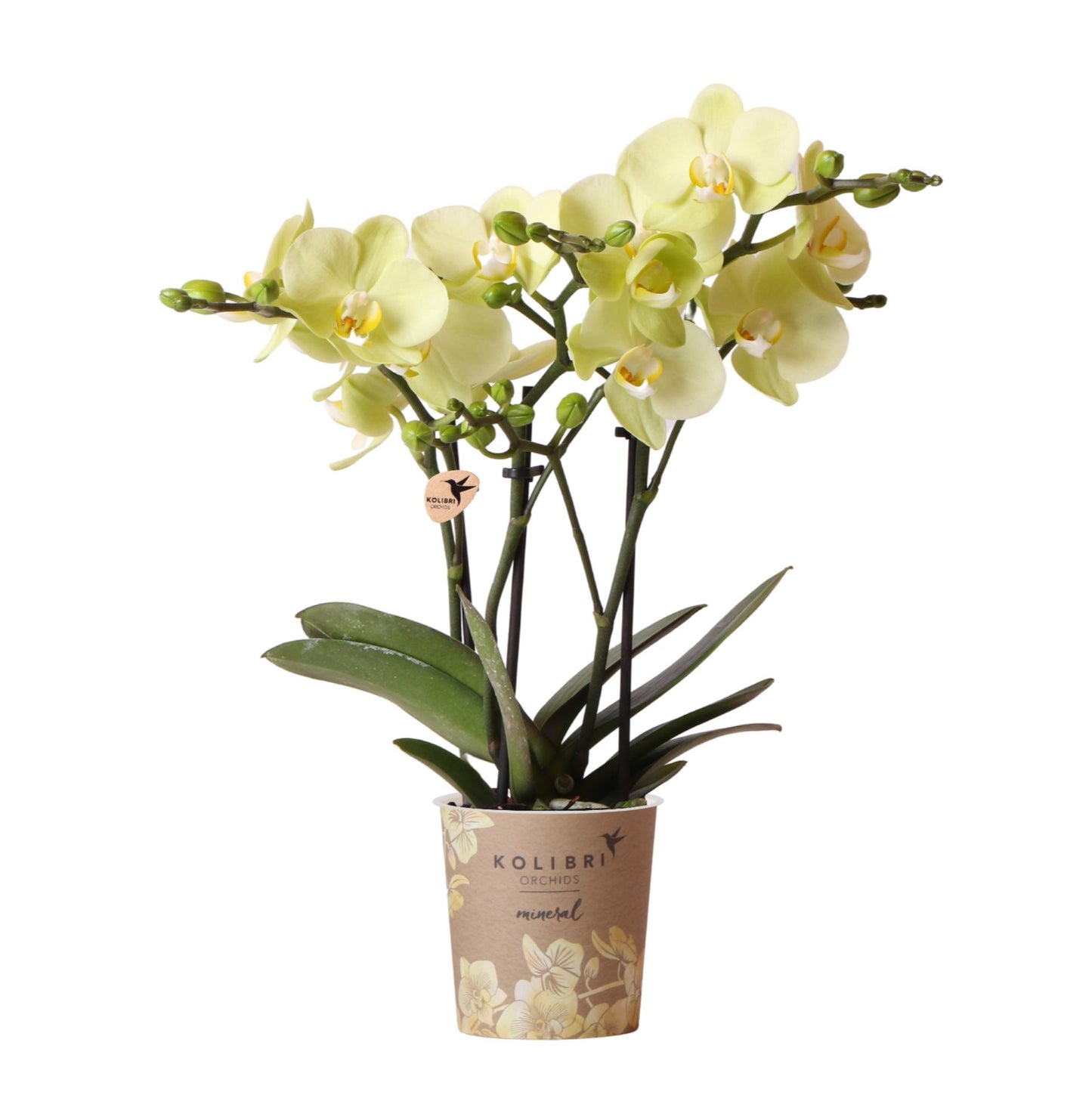 Gele Phalaenopsis orchidee - Mexico - Ø9cm