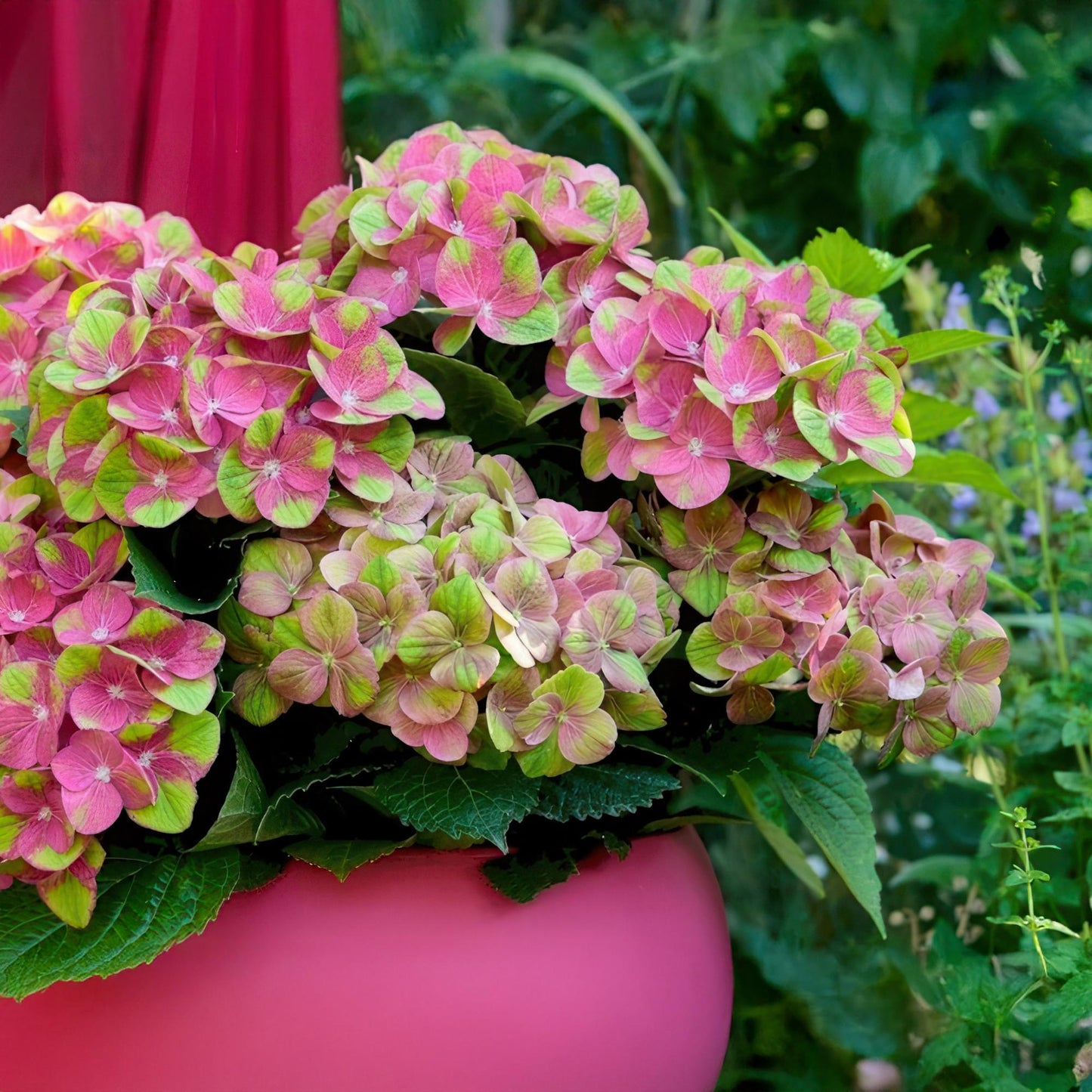Hydrangea Magical Green Fire - Roze Groen - Hortensia - 2 Planten - ↨55cm - Ø23cm