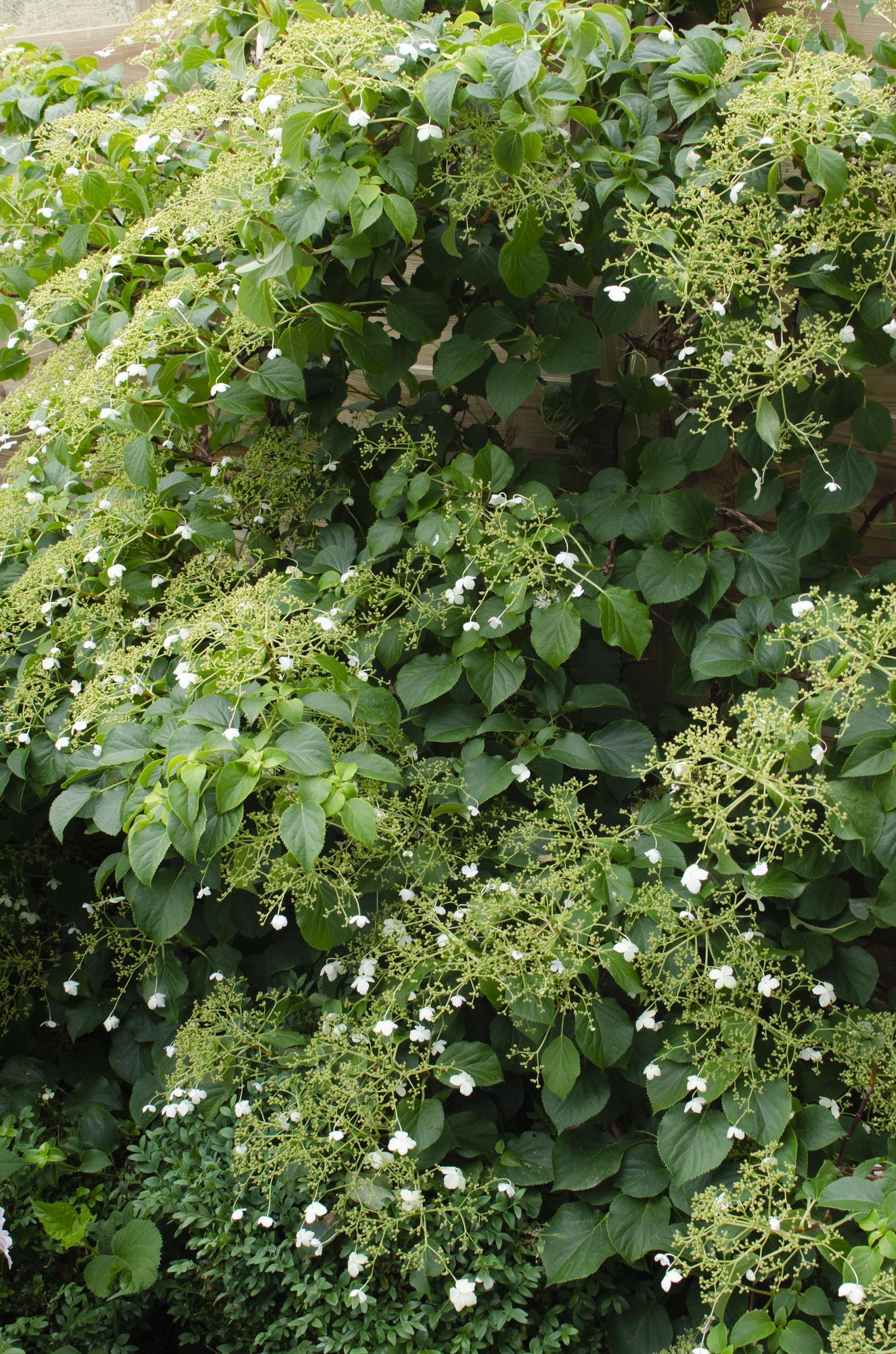 Hydrangea petiolaris - Klimhortensia - ↨65cm - Ø15cm