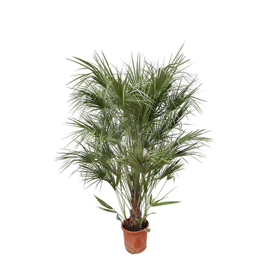 Chamaerops Humilis struik - Europese dwergpalm - ↨170cm - Ø30cm