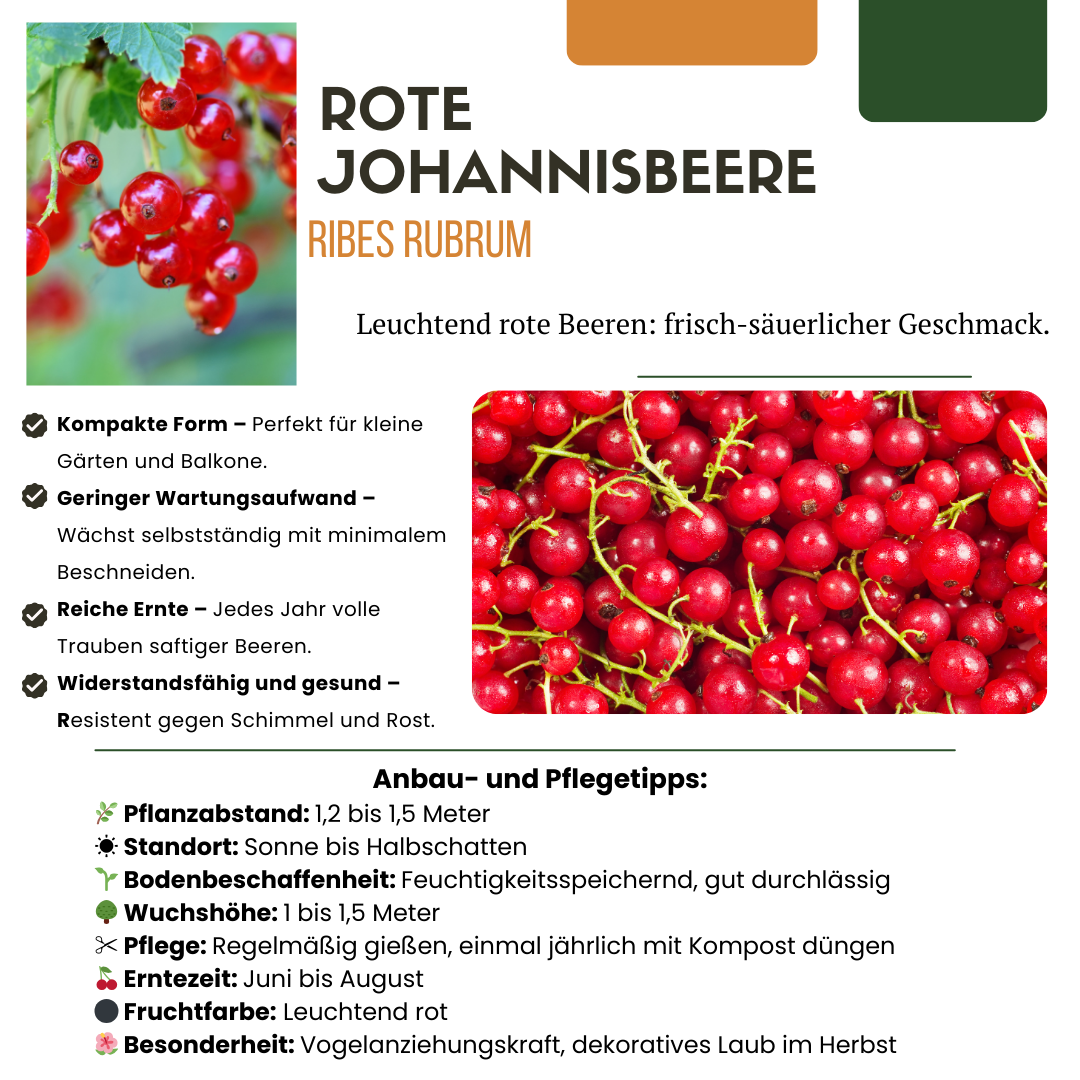Biologische Kruisbessenplanten - 3 stuks - ↨20cm - Ø13cm
