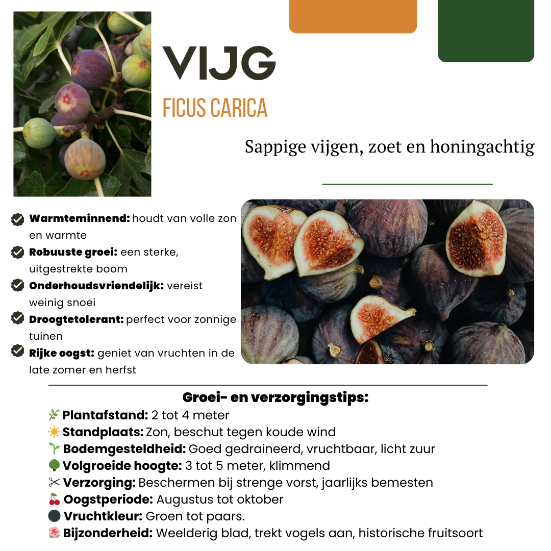 BIO Fruitplanten - mix set van 3 verschillende soorten - Zoete oogst