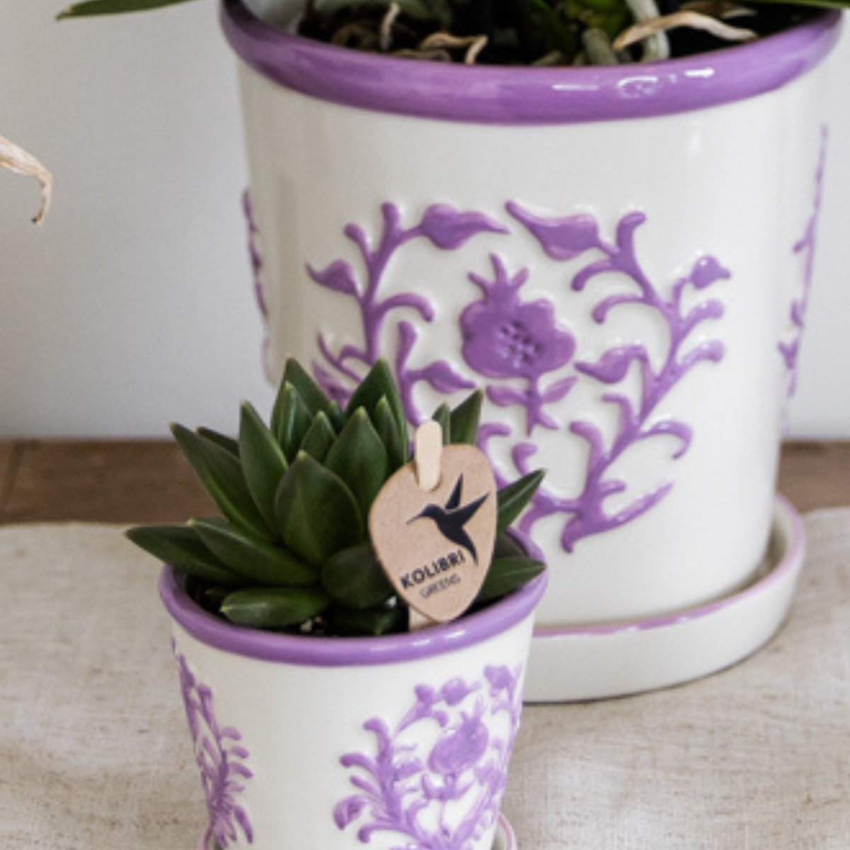 Campanula Addenda Ambella Intense purple incl. Malaga sierpotten - Ø12cm