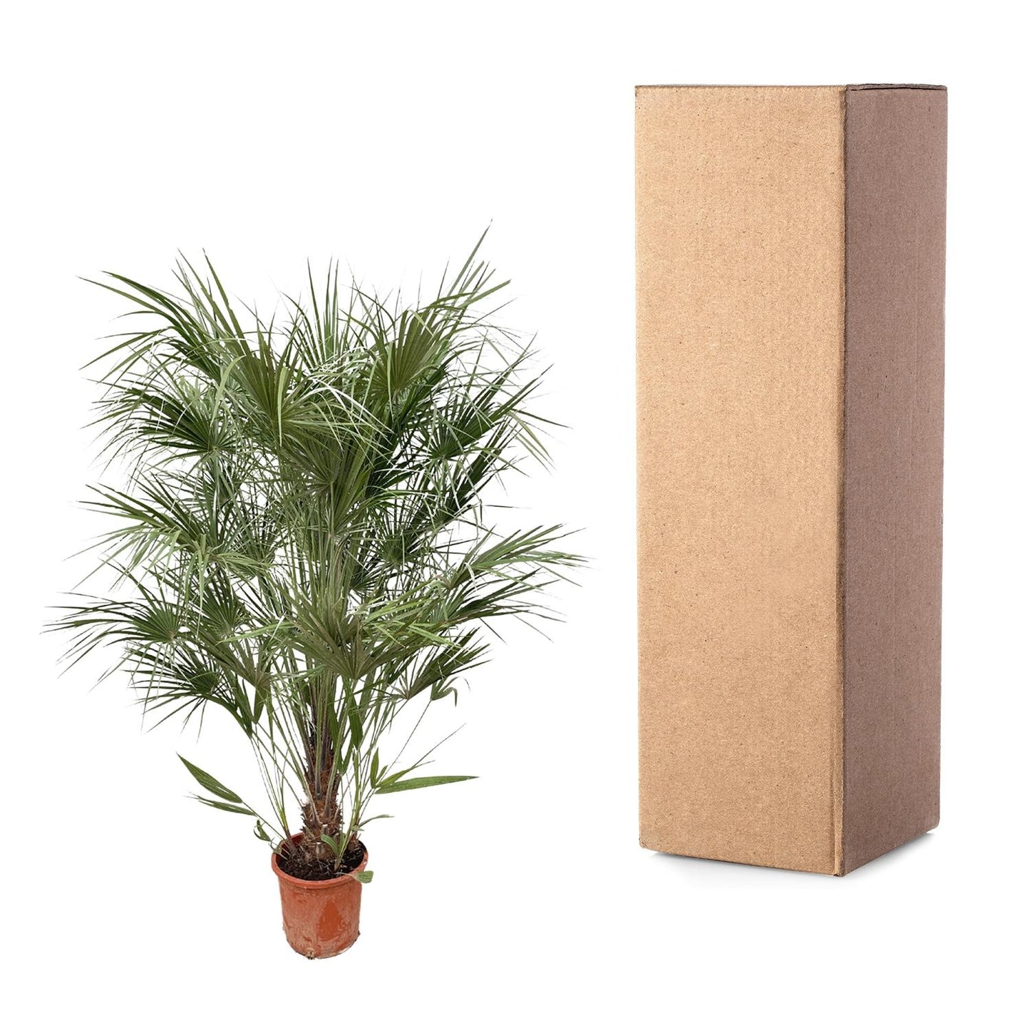Chamaerops Humilis struik - Europese dwergpalm - ↨170cm - Ø30cm