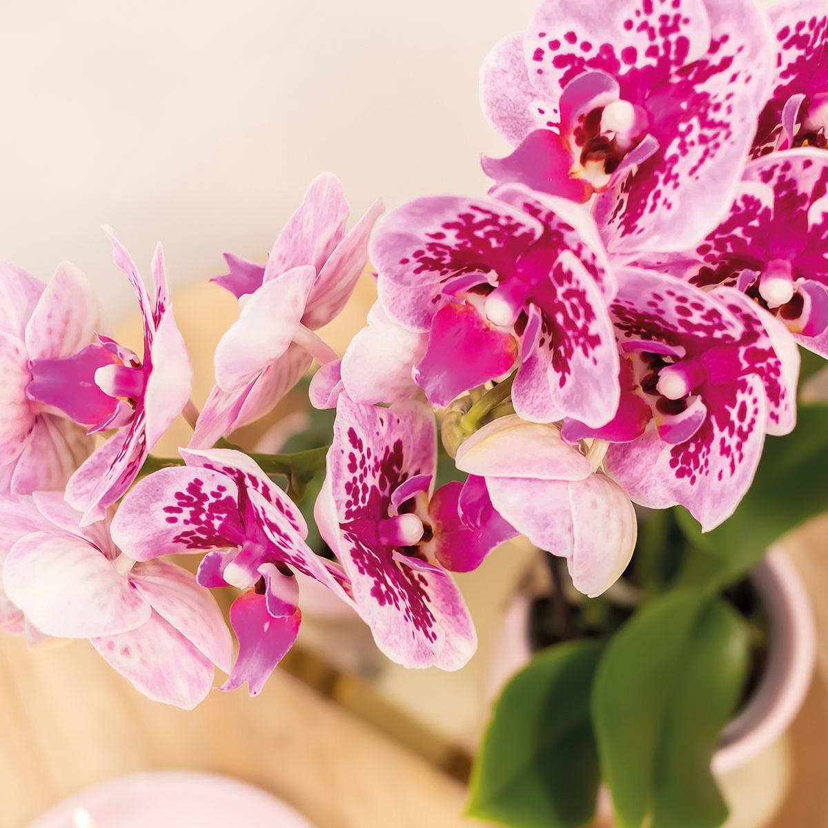 Roze paarse phalaenopsis orchidee - El Salvador - Ø9cm