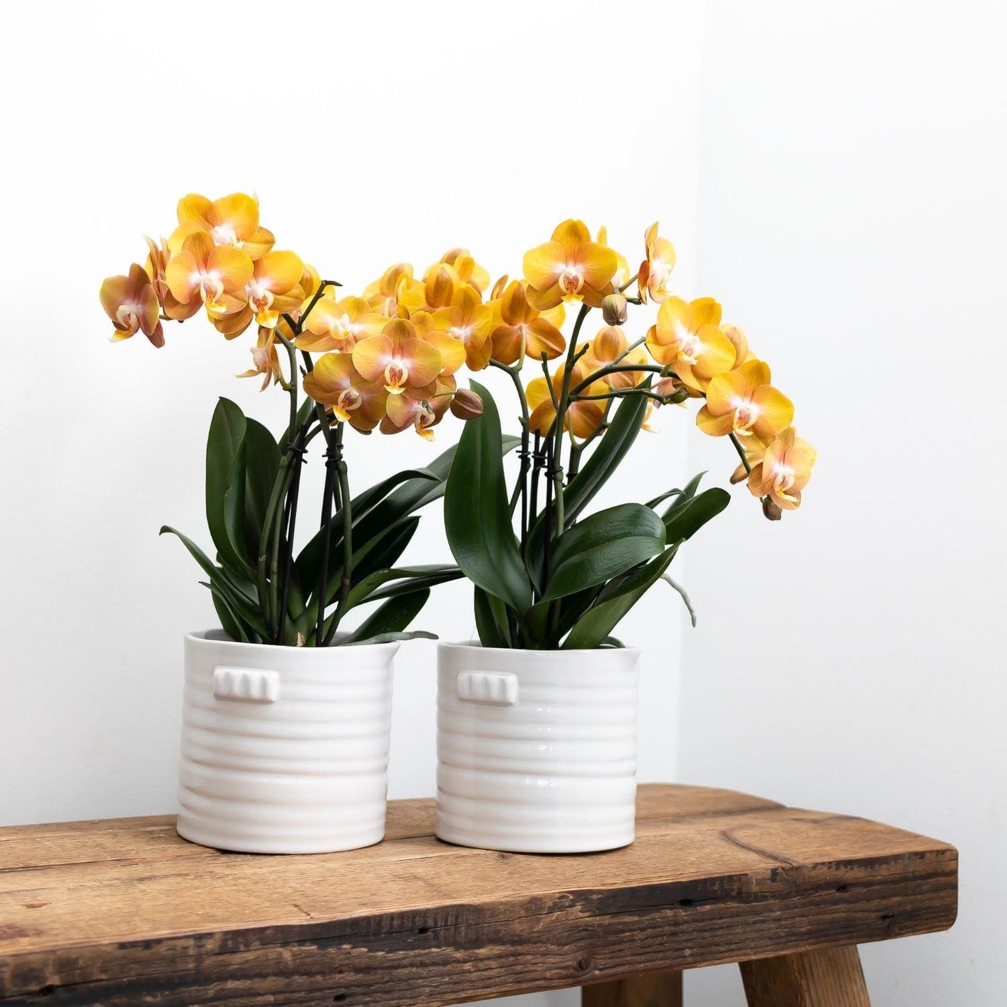 Oranje gouden Phalaenopsis orchidee - Jewel Las Vegas - Ø12cm