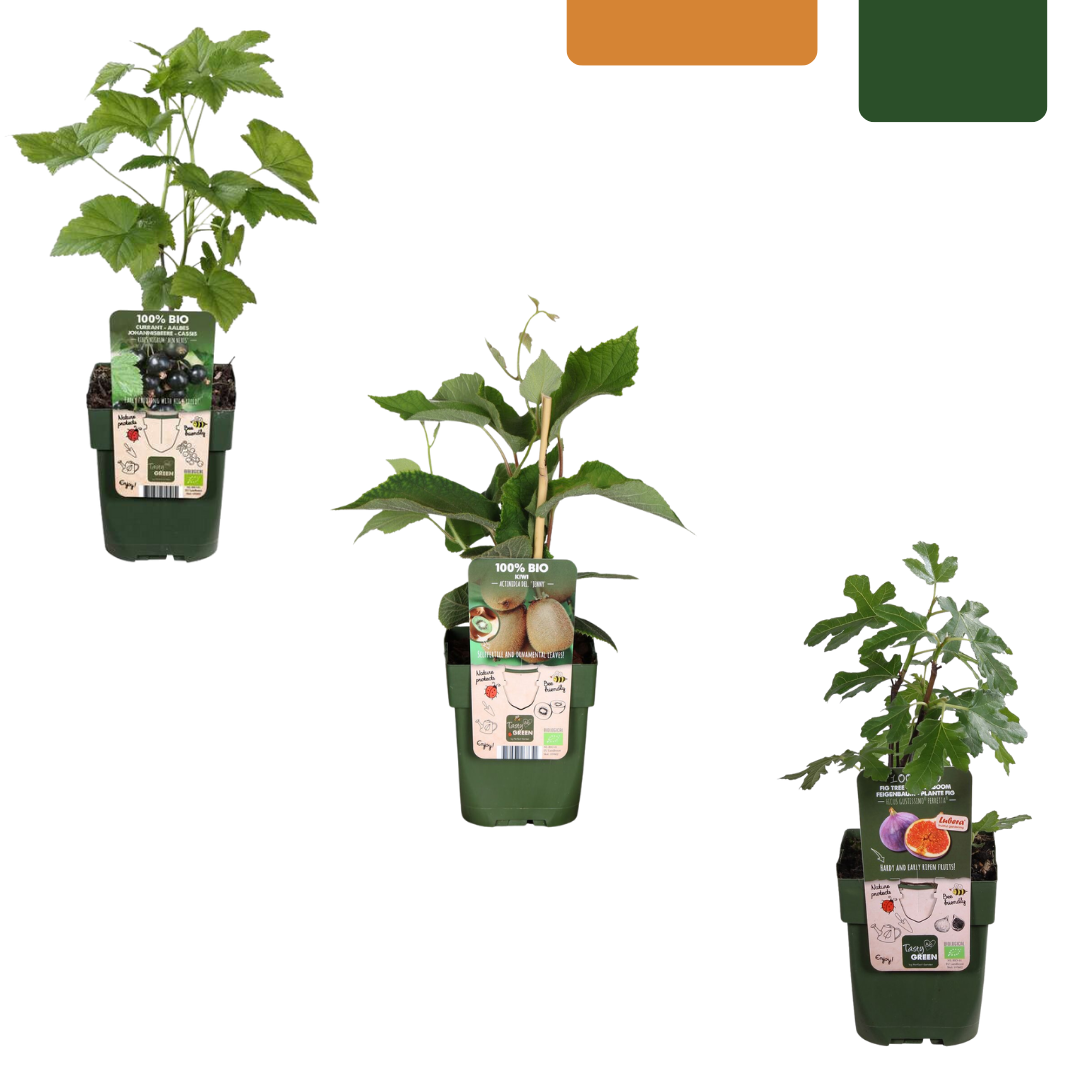 BIO Fruitplanten - mix set van 3 verschillende soorten - Zoete oogst