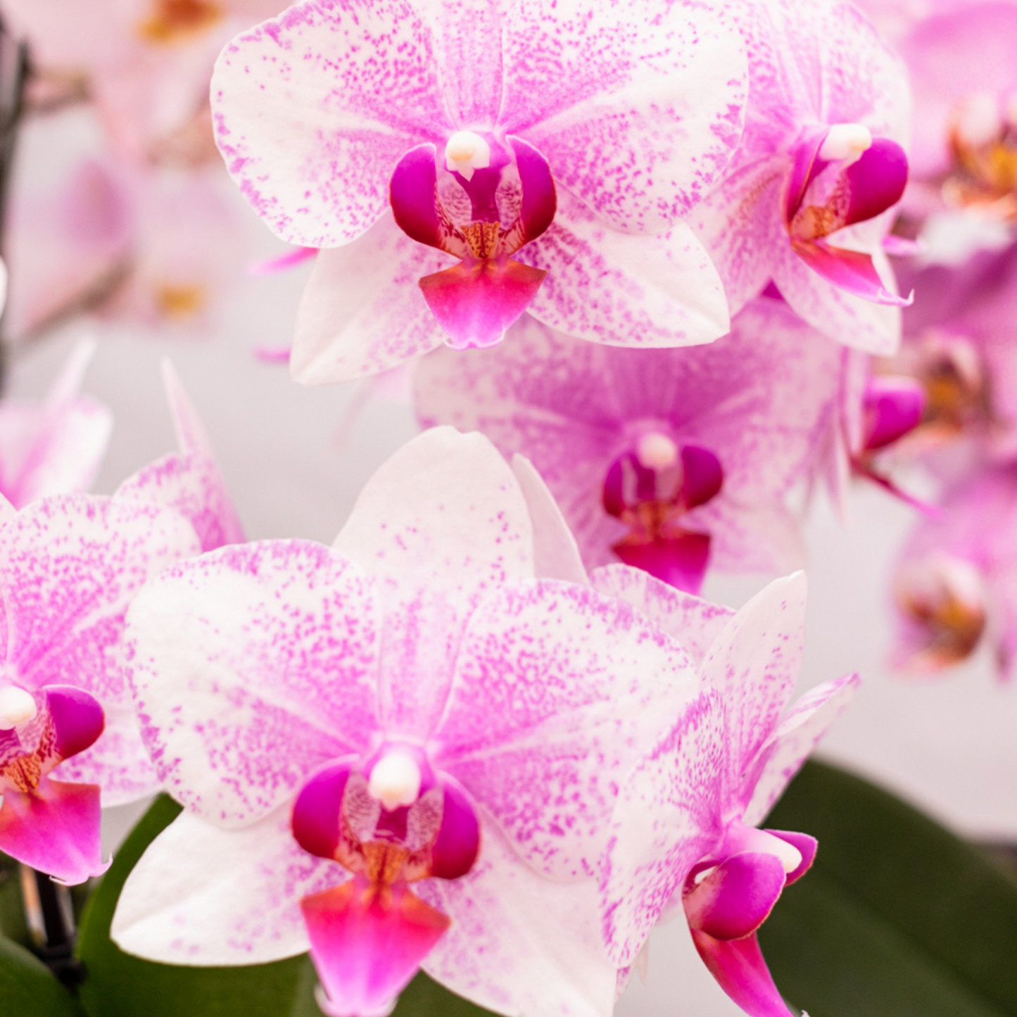 Roze Phalaenopsis orchidee - Mineral Rotterdam - Ø9cm