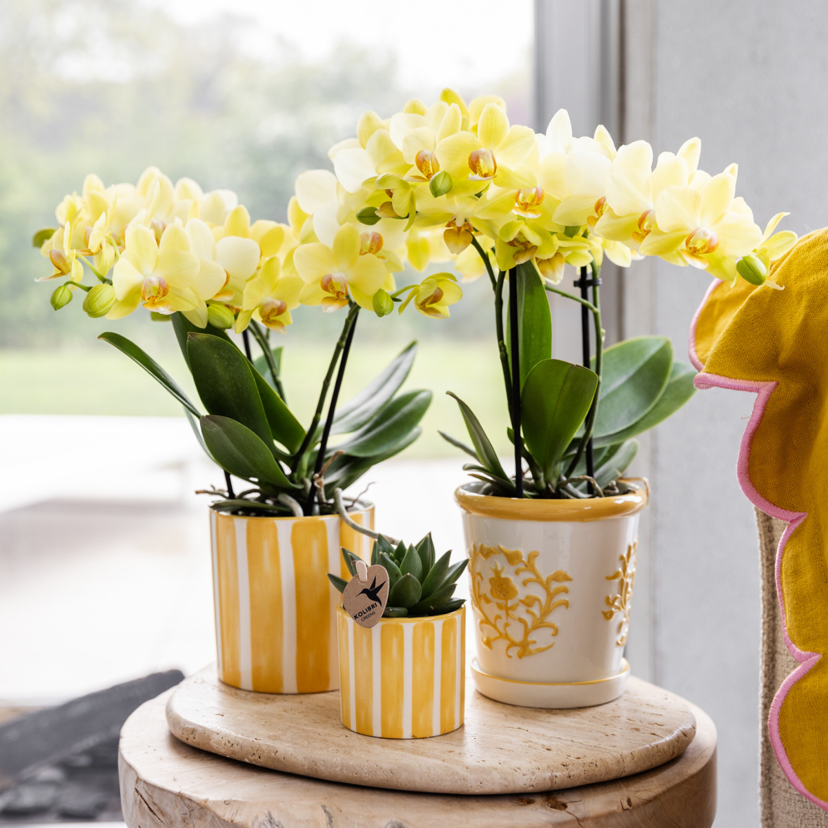 Gele Phalaenopsis orchidee - Albenga - Ø9cm