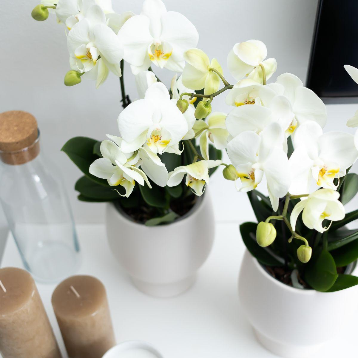Witte Phalaenopsis orchidee - Jewel Ghent - Ø12cm