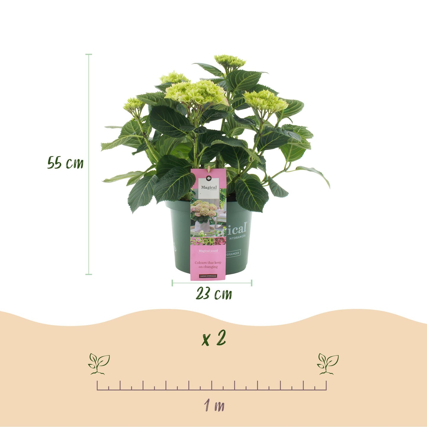 Hydrangea Magical Jewel - Roze - Hortensia - 2 Planten - ↨55cm - Ø23cm