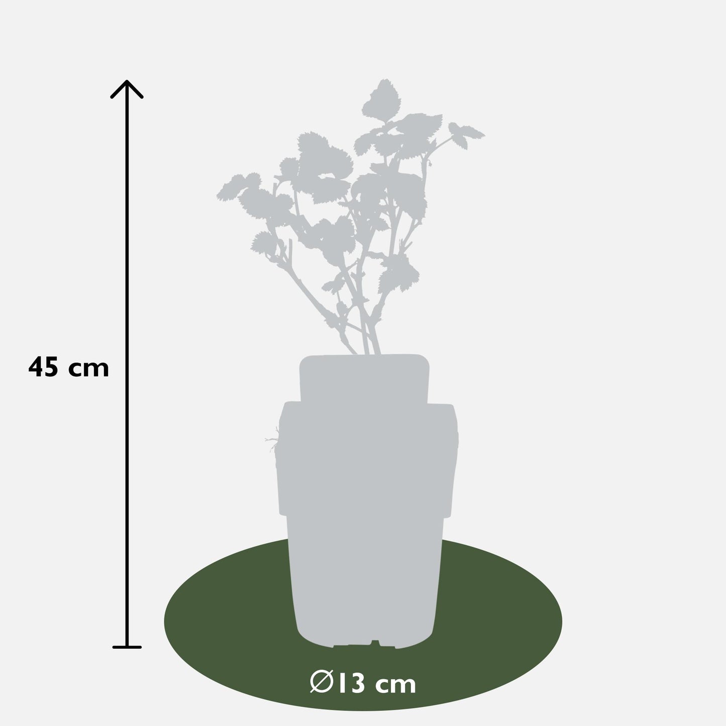 Biologische Doornloze Braam - ↨45cm - Ø13cm