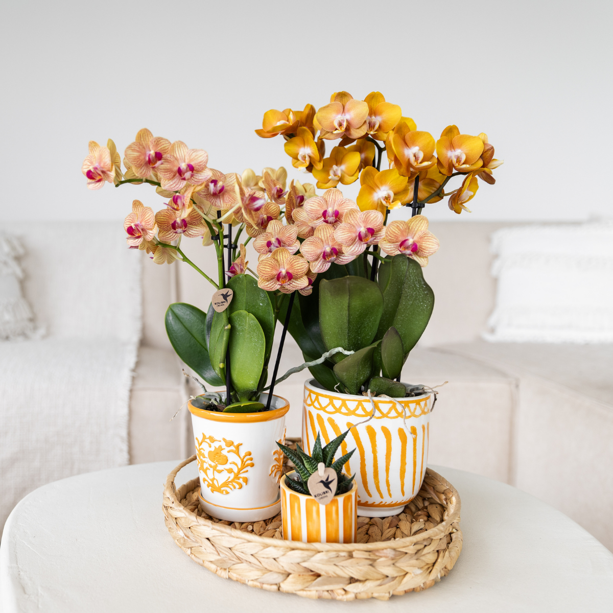 Oranje Phalaenopsis orchidee - Jamaica - Ø9cm