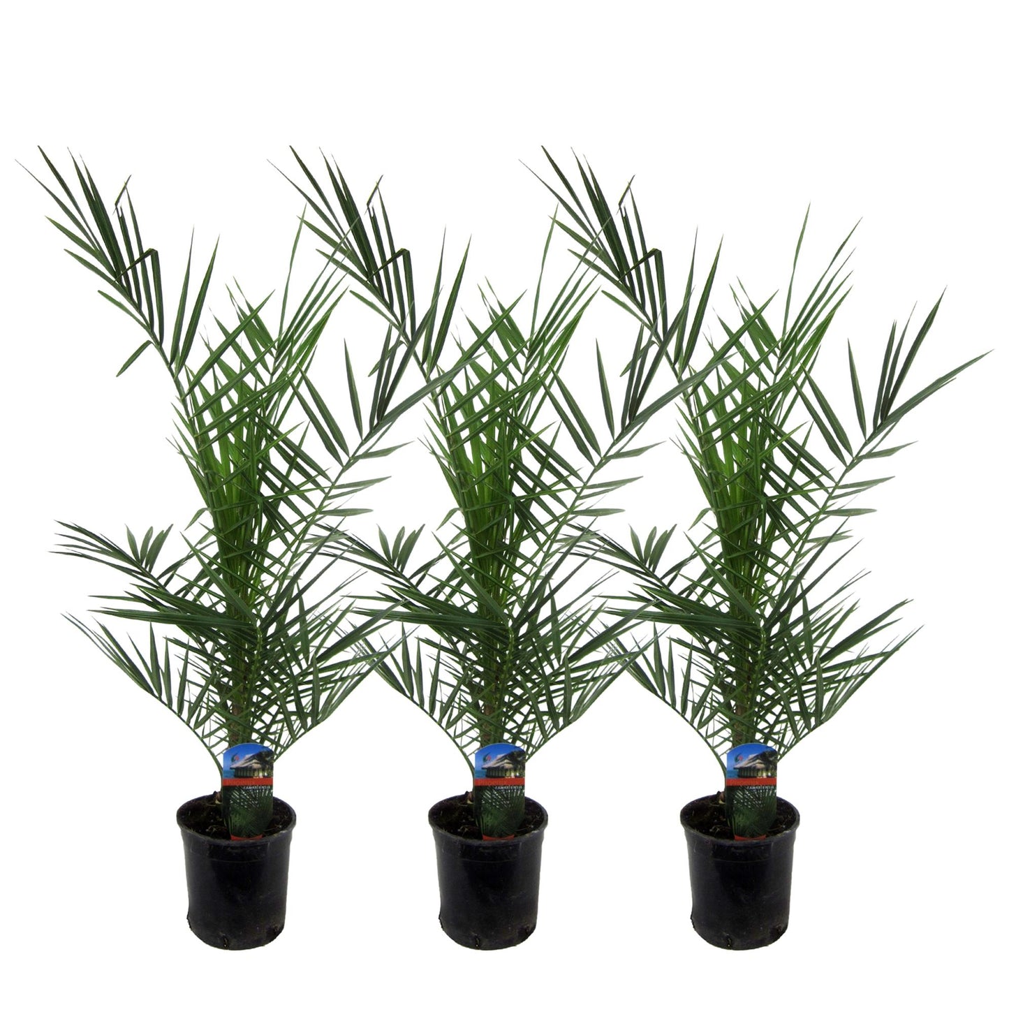 Phoenix Canariensis - 3 stuks - ↨80cm - Ø15cm