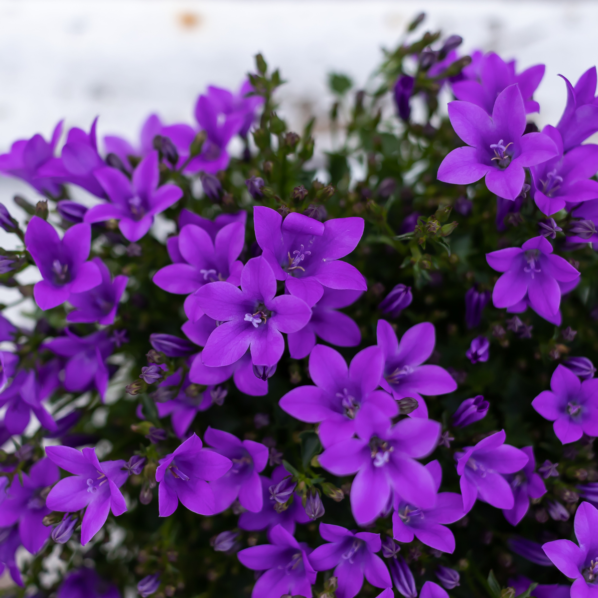 Campanula Addenda Ambella Intense purple incl. Malaga sierpotten - Ø12cm