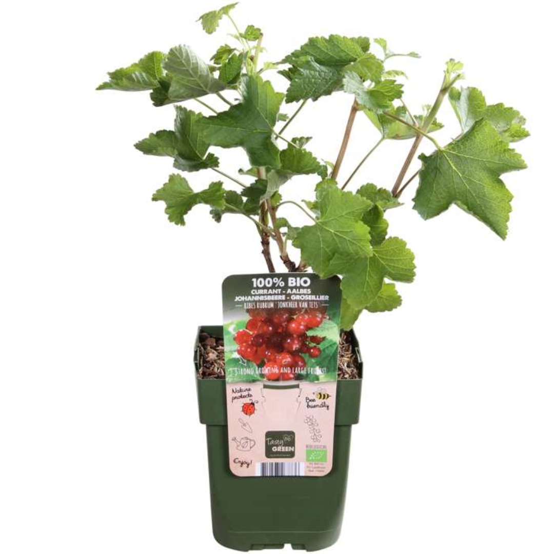 Biologische Kruisbessenplanten - 3 stuks - ↨20cm - Ø13cm
