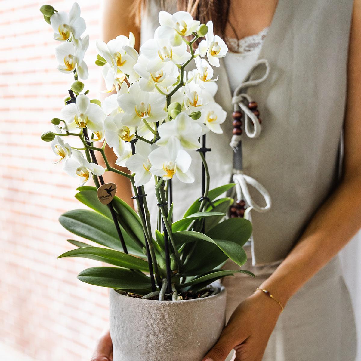 Witte Phalaenopsis orchidee - Lausanne- Ø12cm
