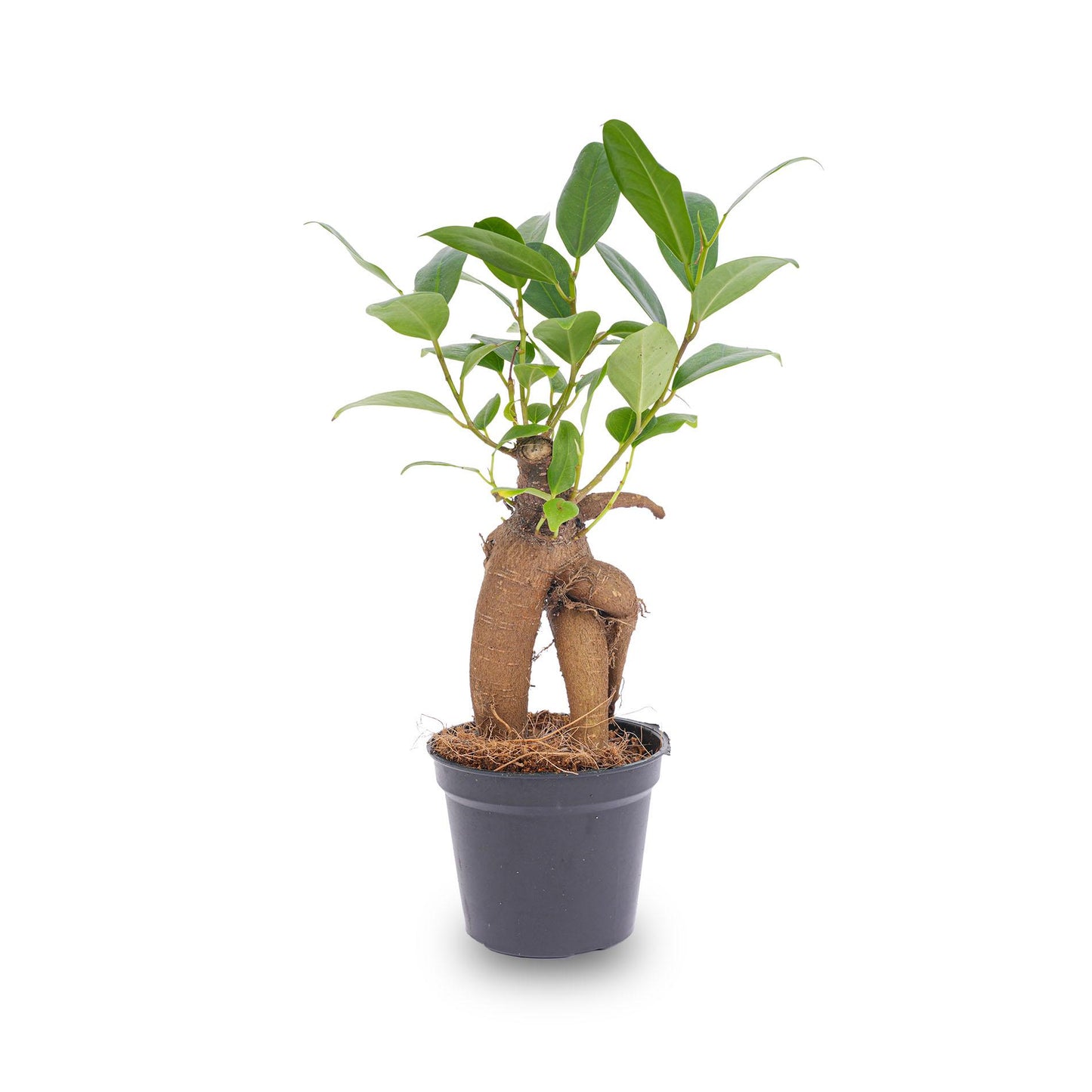 Ficus Ginseng bonsai - Microcarpa - Ø6 cm
