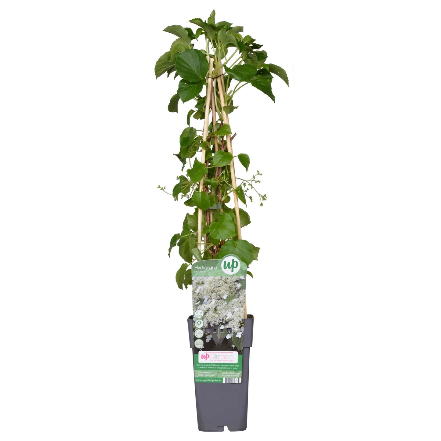 Hydrangea petiolaris - Klimhortensia - ↨65cm - Ø15cm