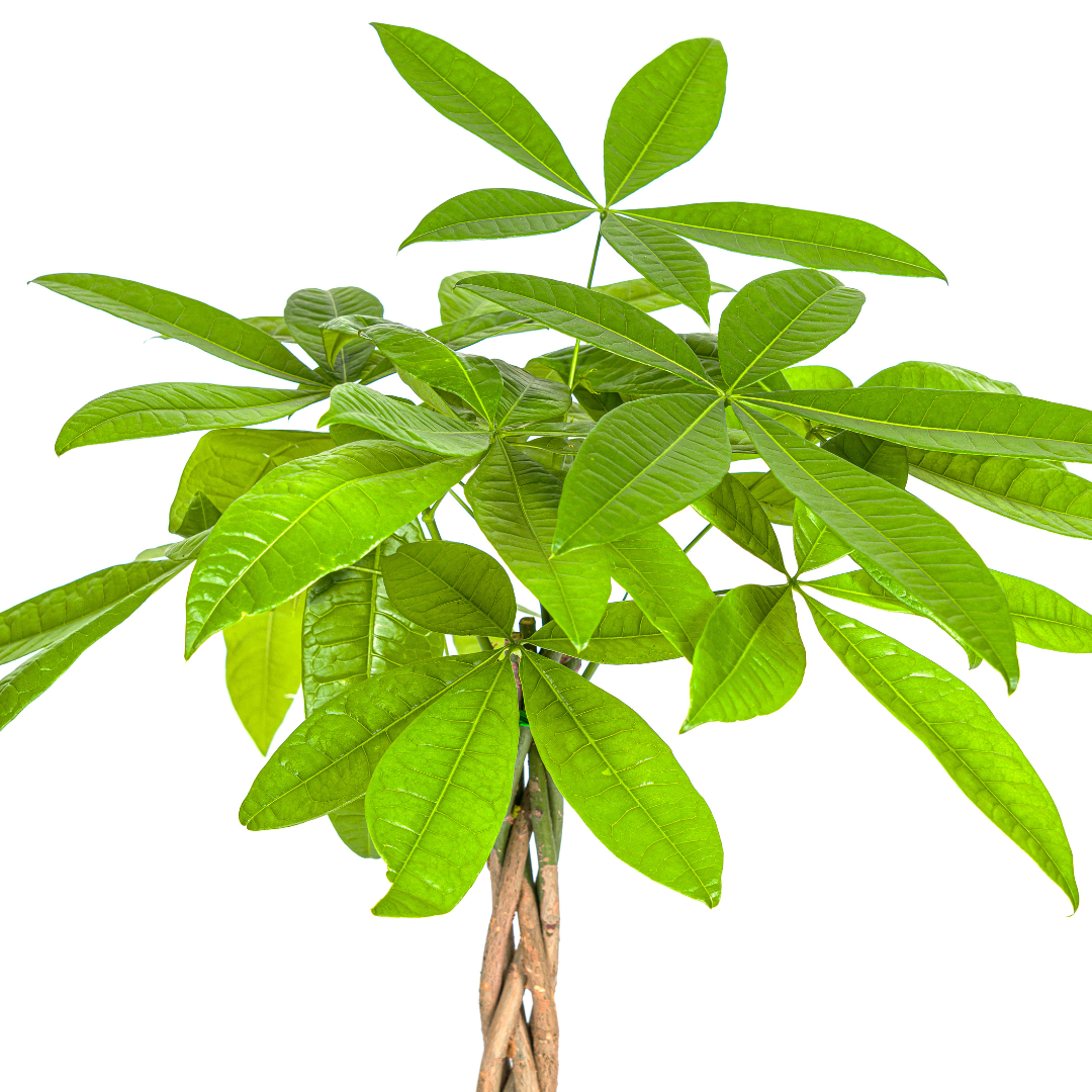 Pachira Aquatica - ↨70-90cm - Ø19cm