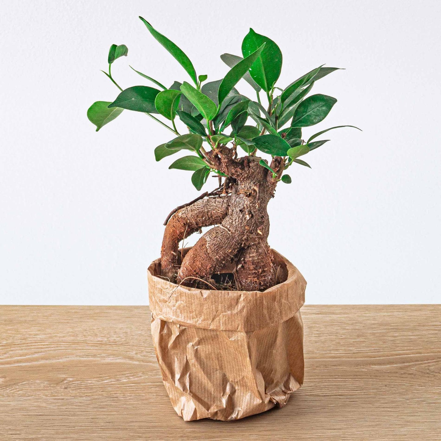 Ficus Ginseng bonsai - Microcarpa - Ø9cm