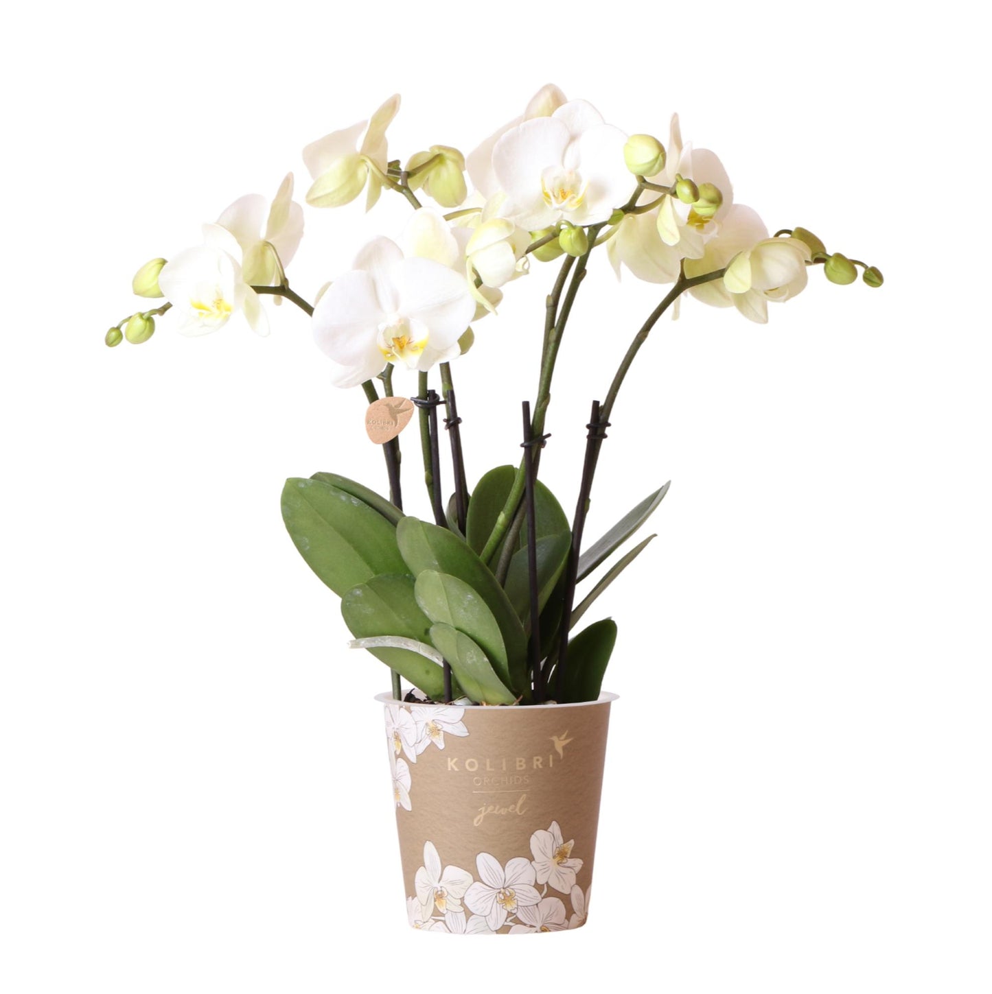 Witte Phalaenopsis orchidee - Jewel Ghent - Ø12cm