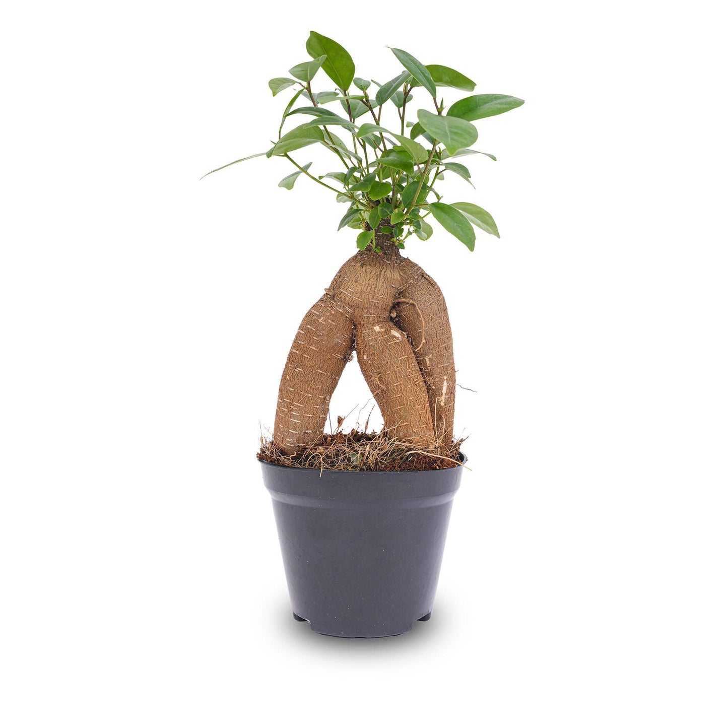 Ficus Ginseng bonsai - Microcarpa - Ø9cm