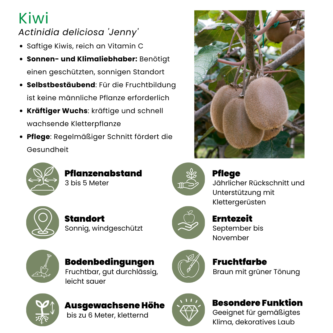 Biologische kiwiplanten - 3 stuks - ↨20cm - Ø13cm