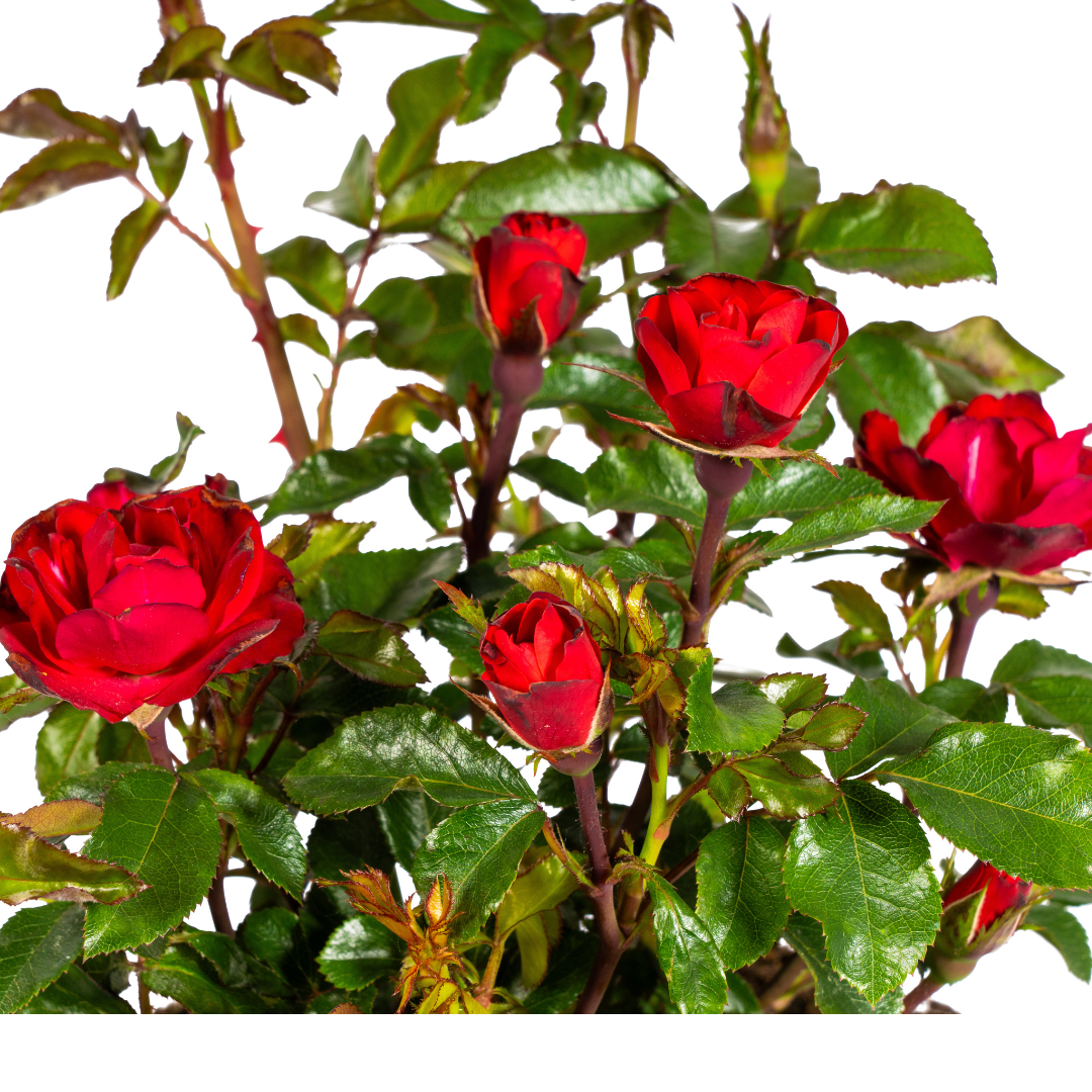 Rosa Zepeti - ↨35-40cm - Ø19cm