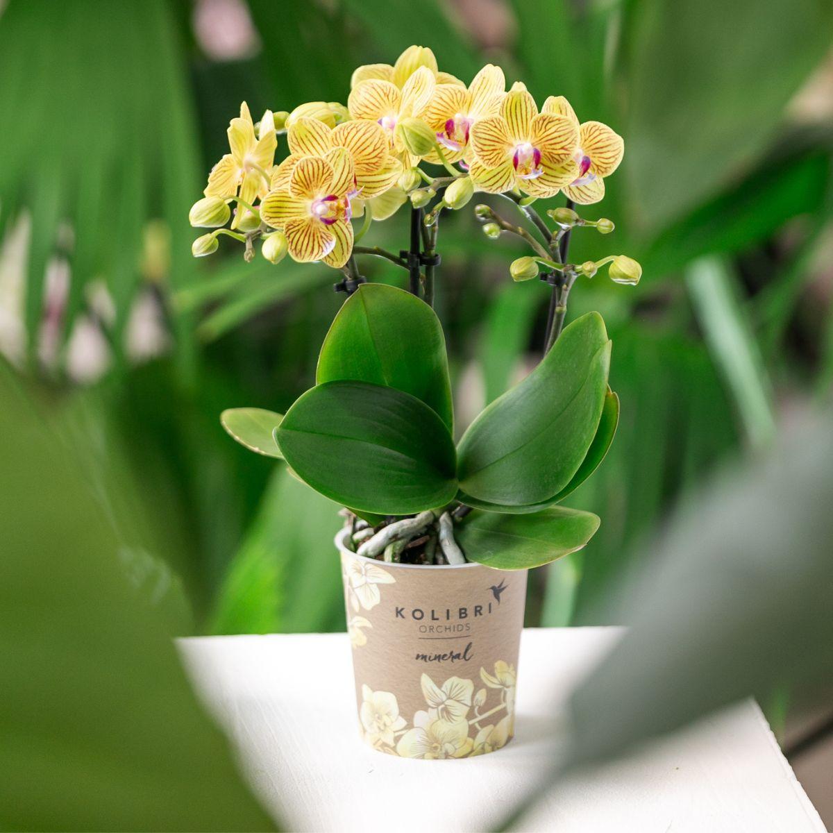 Gele Phalaenopsis orchidee - Lima - Ø9cm