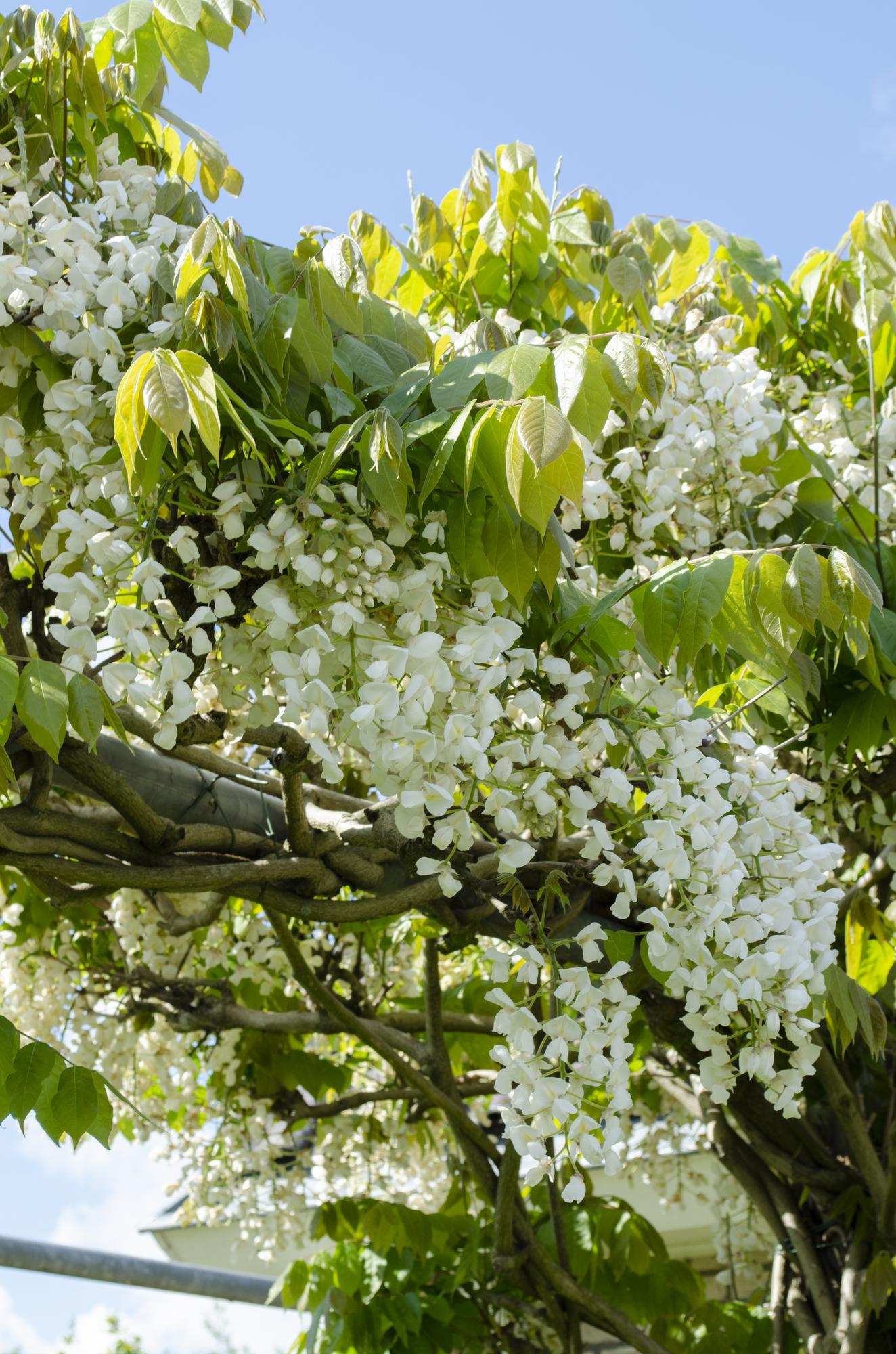 Wisteria floribunda Alba - Witte regen - ↨65cm - Ø15cm