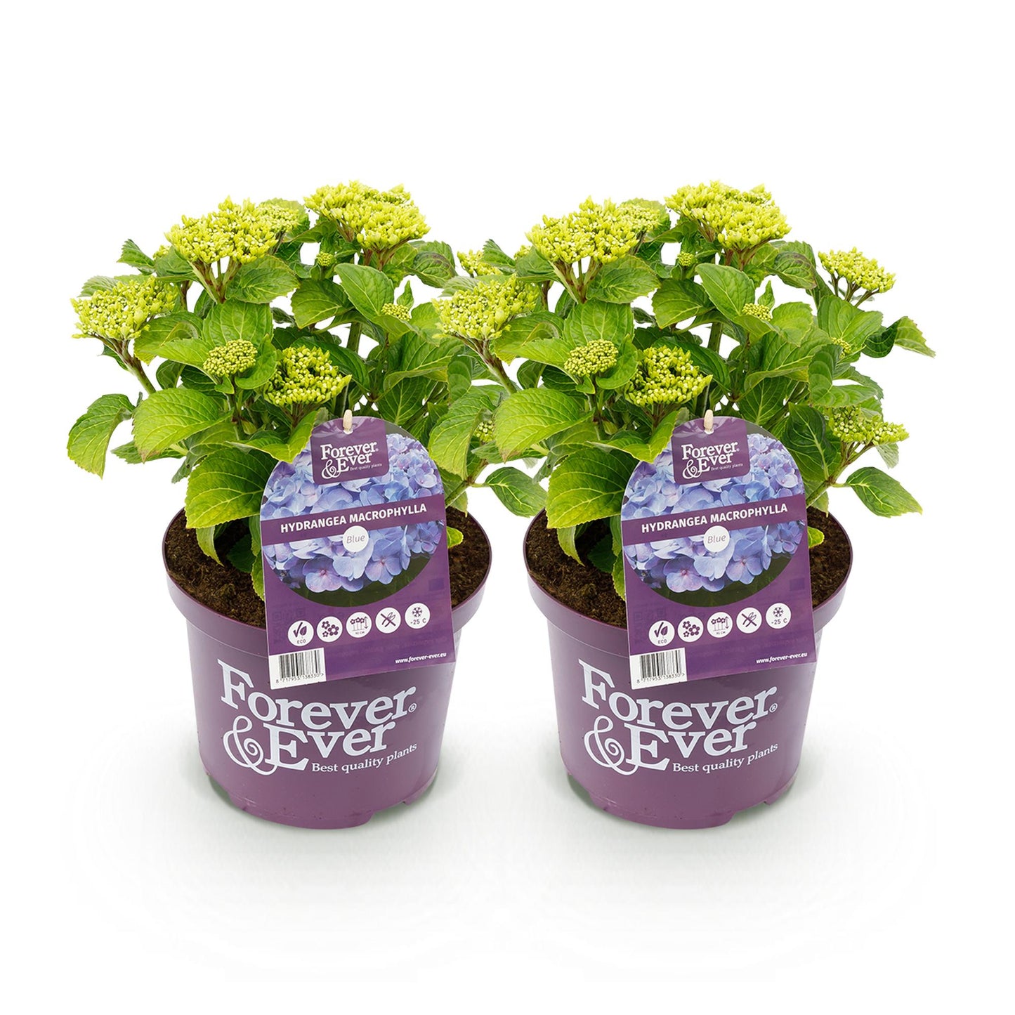 Hydrangea Forever & Ever - Hortensia - Blauw - 2 Planten - ↨55cm - Ø23cm