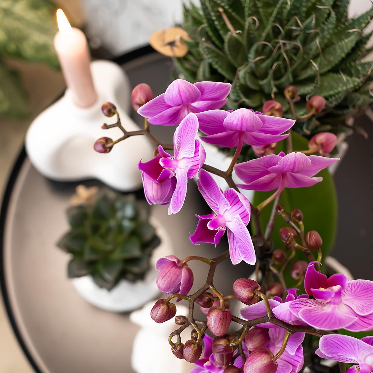 Paars/ roze Phalaenopsis orchidee - Mineral Vienna - Ø9cm