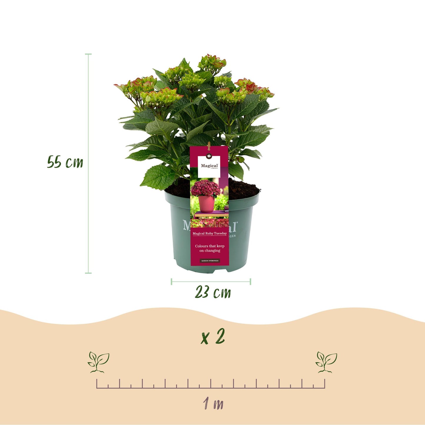 Hydrangea Magical Teusday & Saphire - Hortensia - Rood - 2 Planten - ↨55cm - Ø23cm
