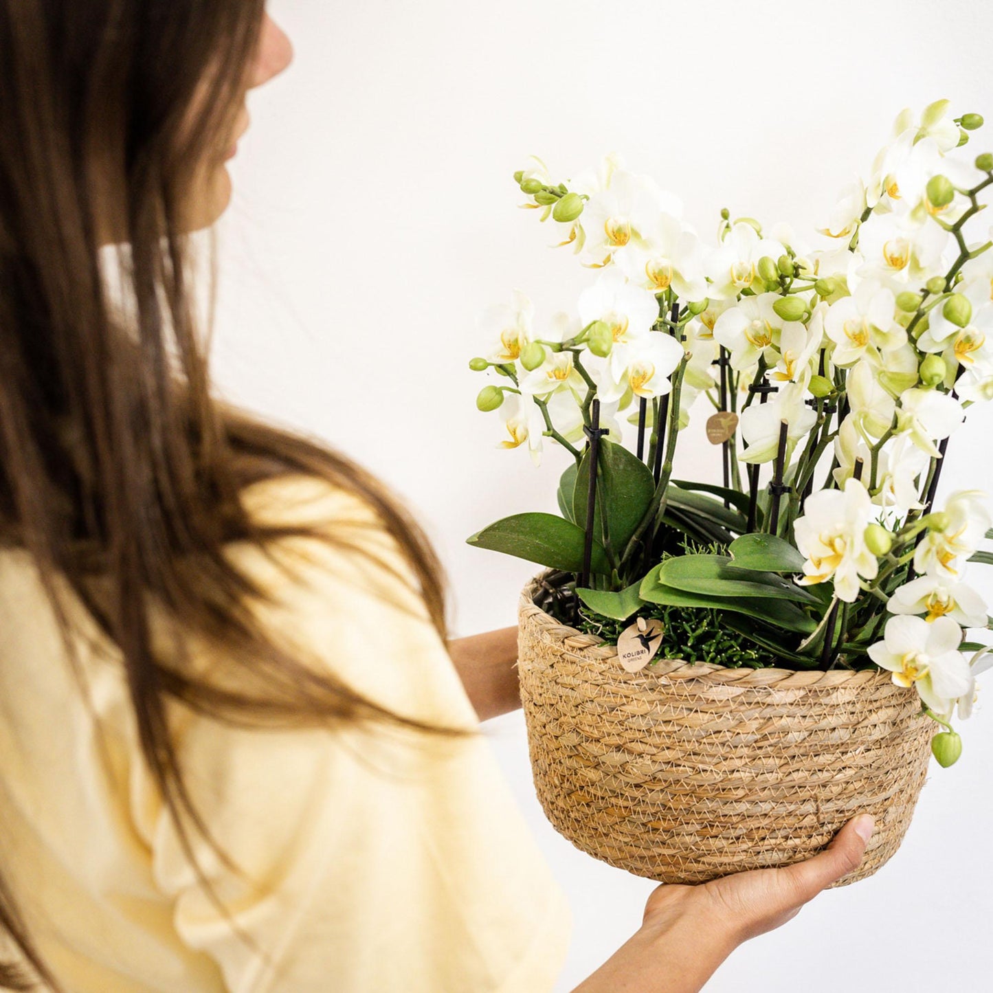 Witte Phalaenopsis orchidee - Lausanne- Ø12cm