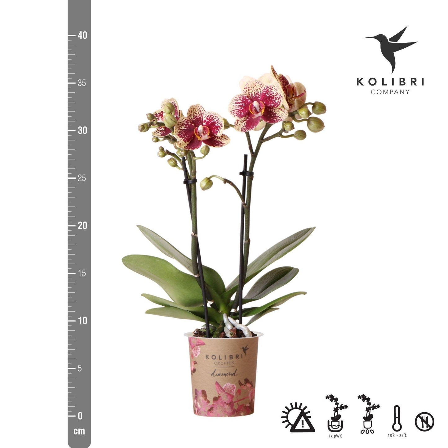 Geel rode phalaenopsis orchidee - Spain - Ø9cm