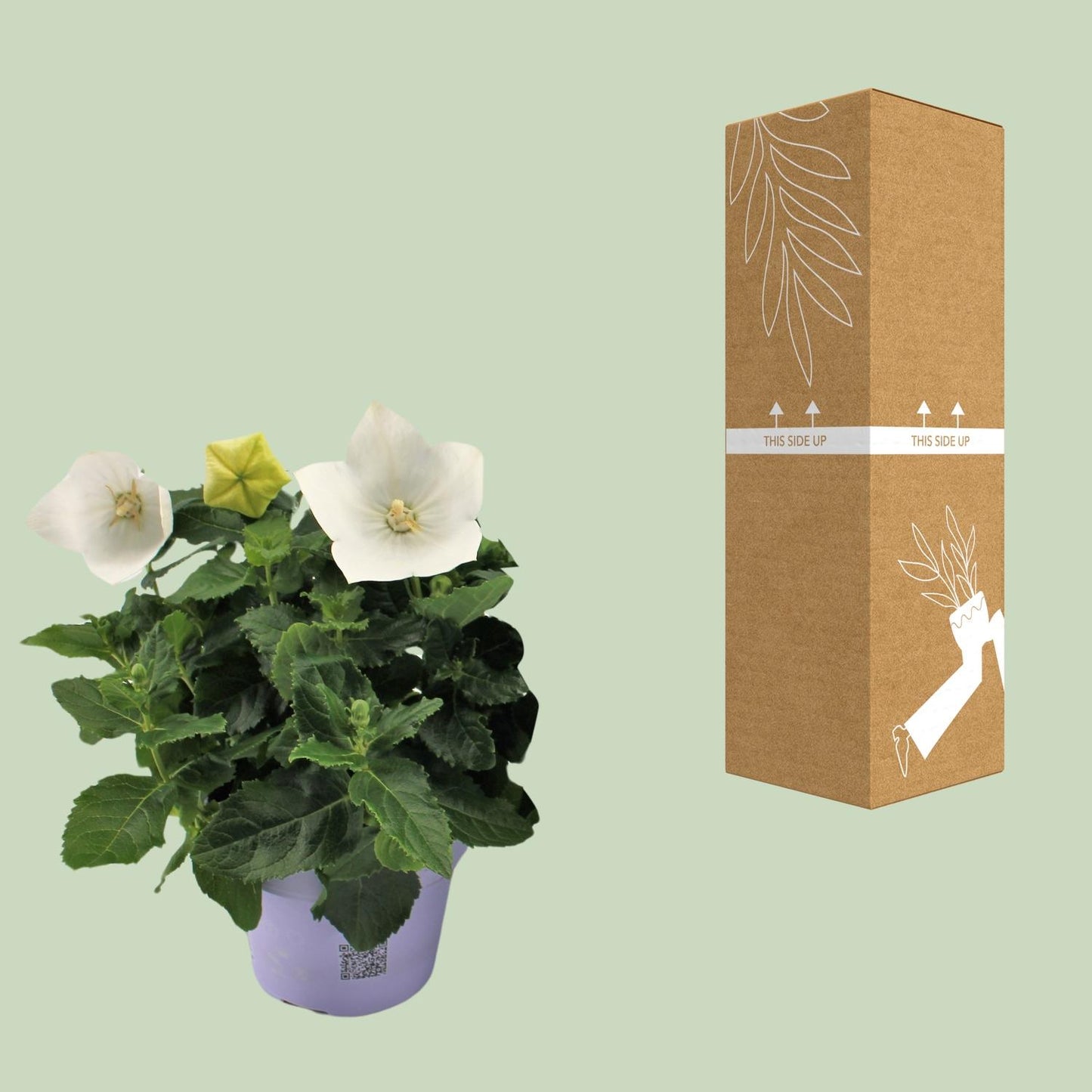 Platycodon White - ↨22cm - Ø12cm