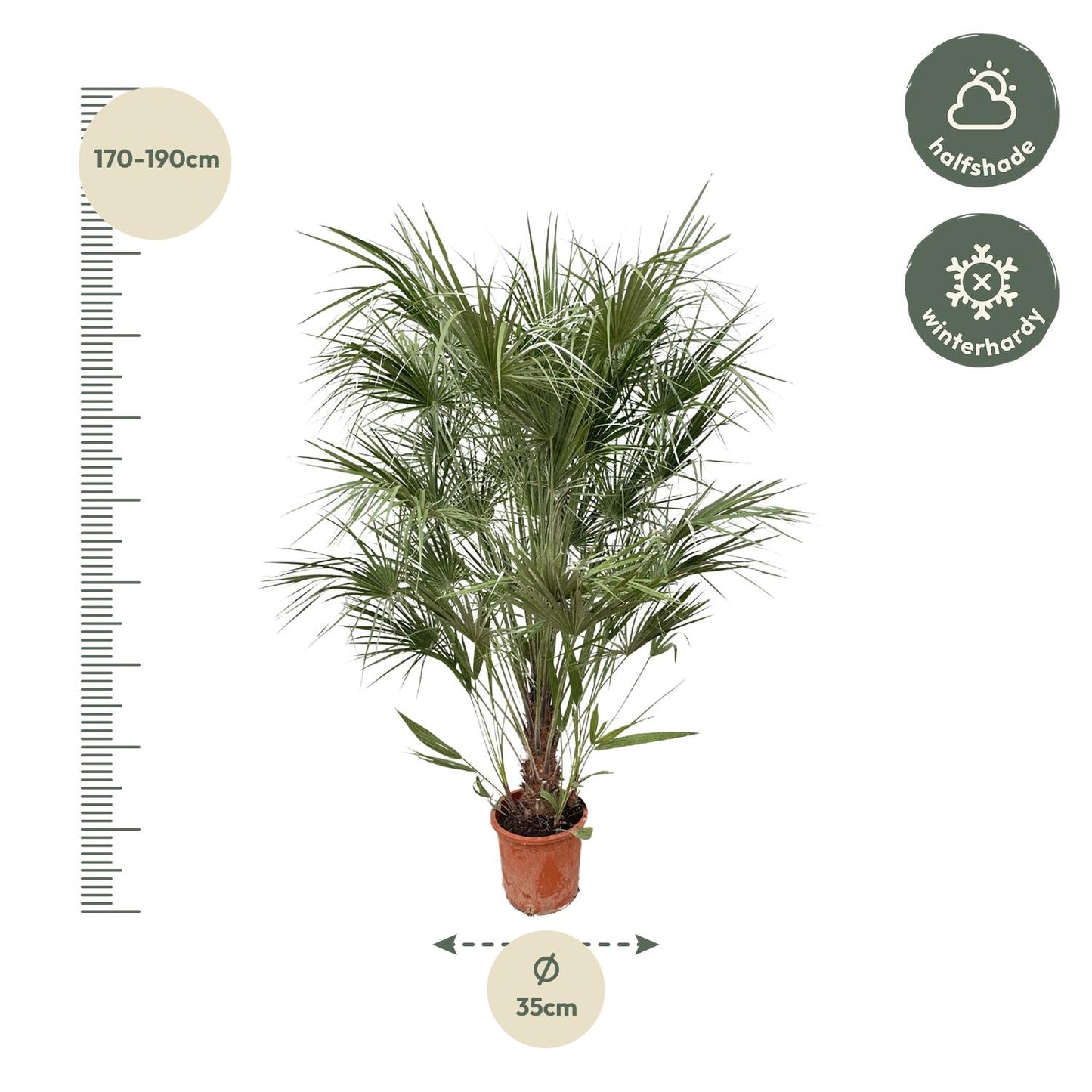 Chamaerops Humilis struik - Europese dwergpalm - ↨170cm - Ø30cm